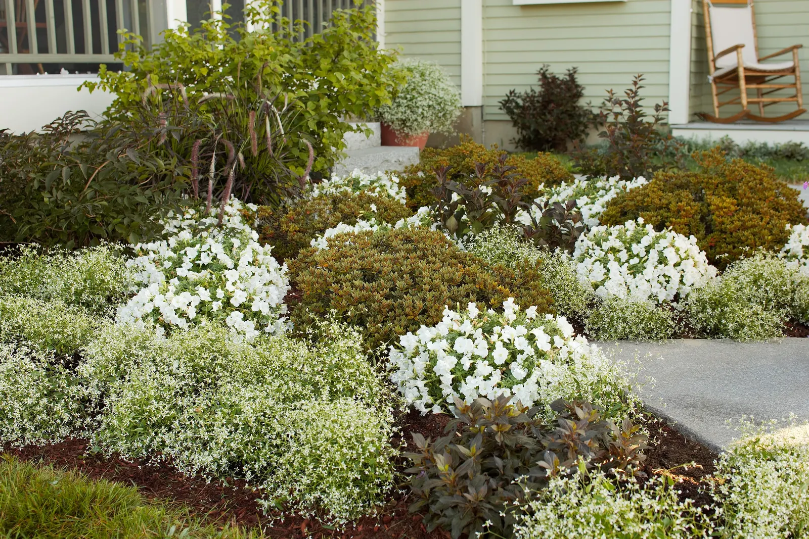 White Petunia — a vigorous white trailing petunia; proven Winners - Supertunia Mini Vista® White - Petunia white plant details, information and, image 76