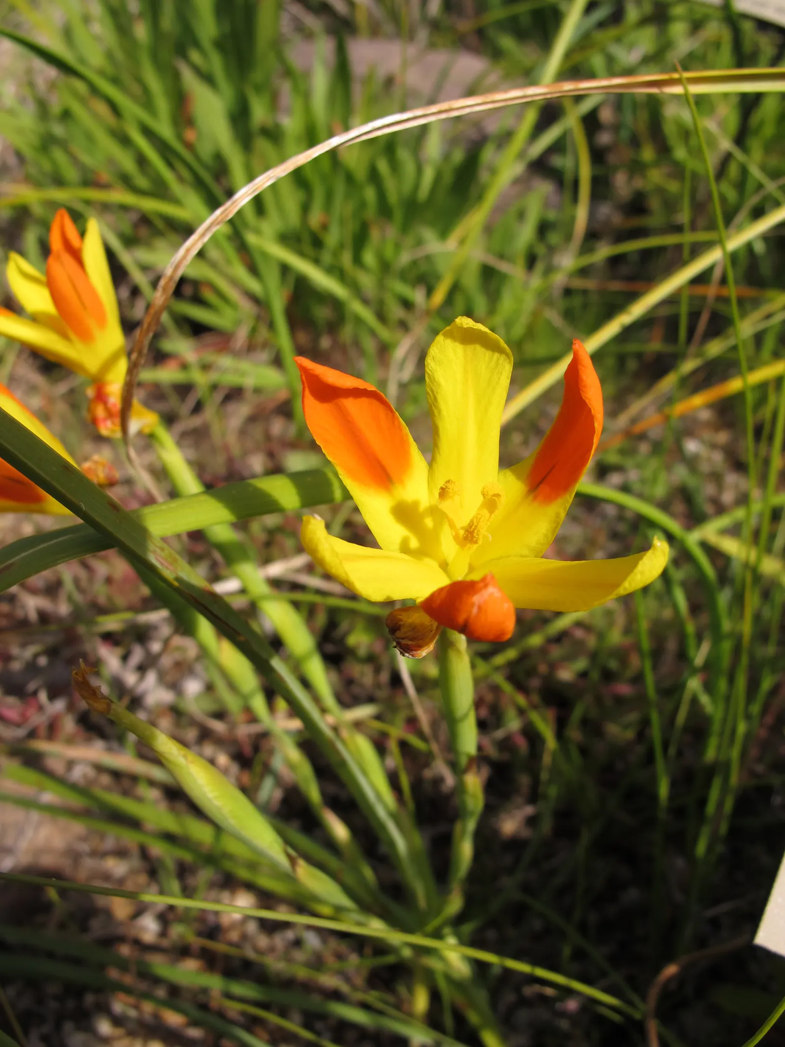 Elegant Moraea (Moraea elegans) — Nada Crested Iris (Homeria elegans), a charming perennial, offers striking blooms