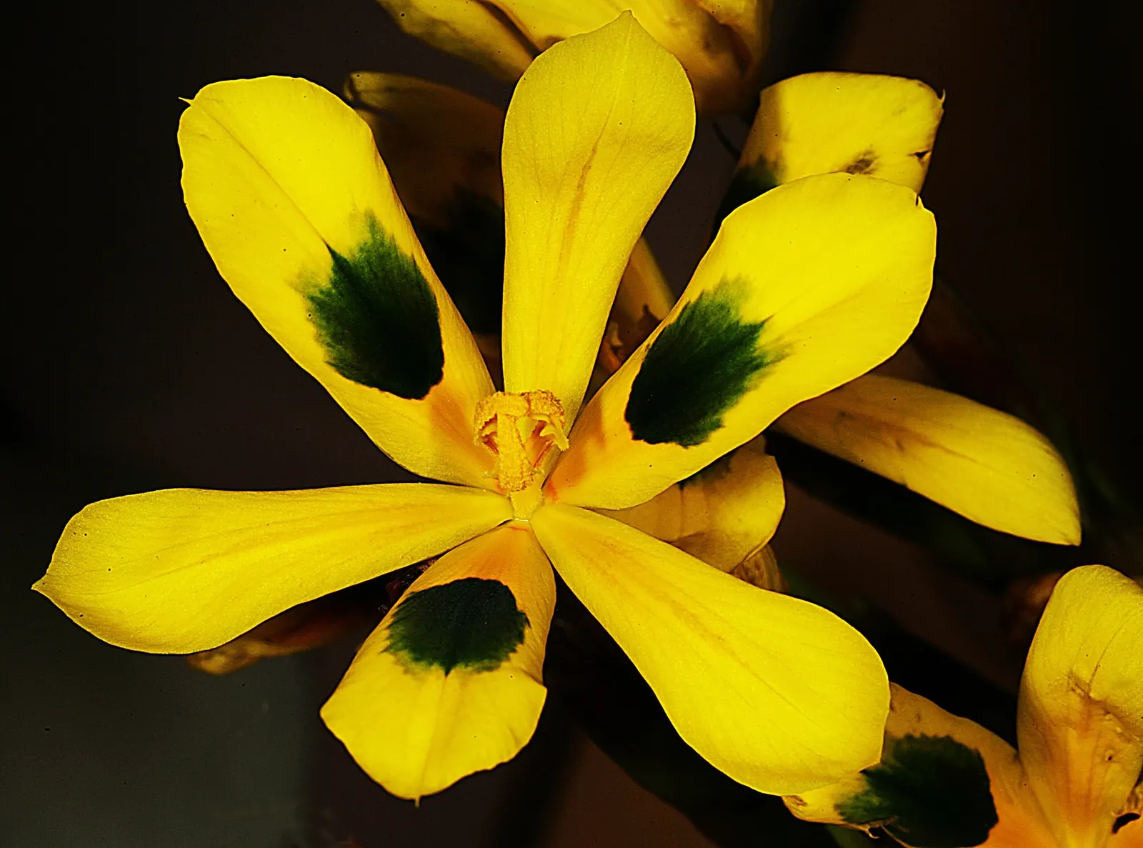 Elegant Moraea (Moraea elegans) — It boasts unique 3-inch cream to yellow flowers marked with intricate brown or purple flecks