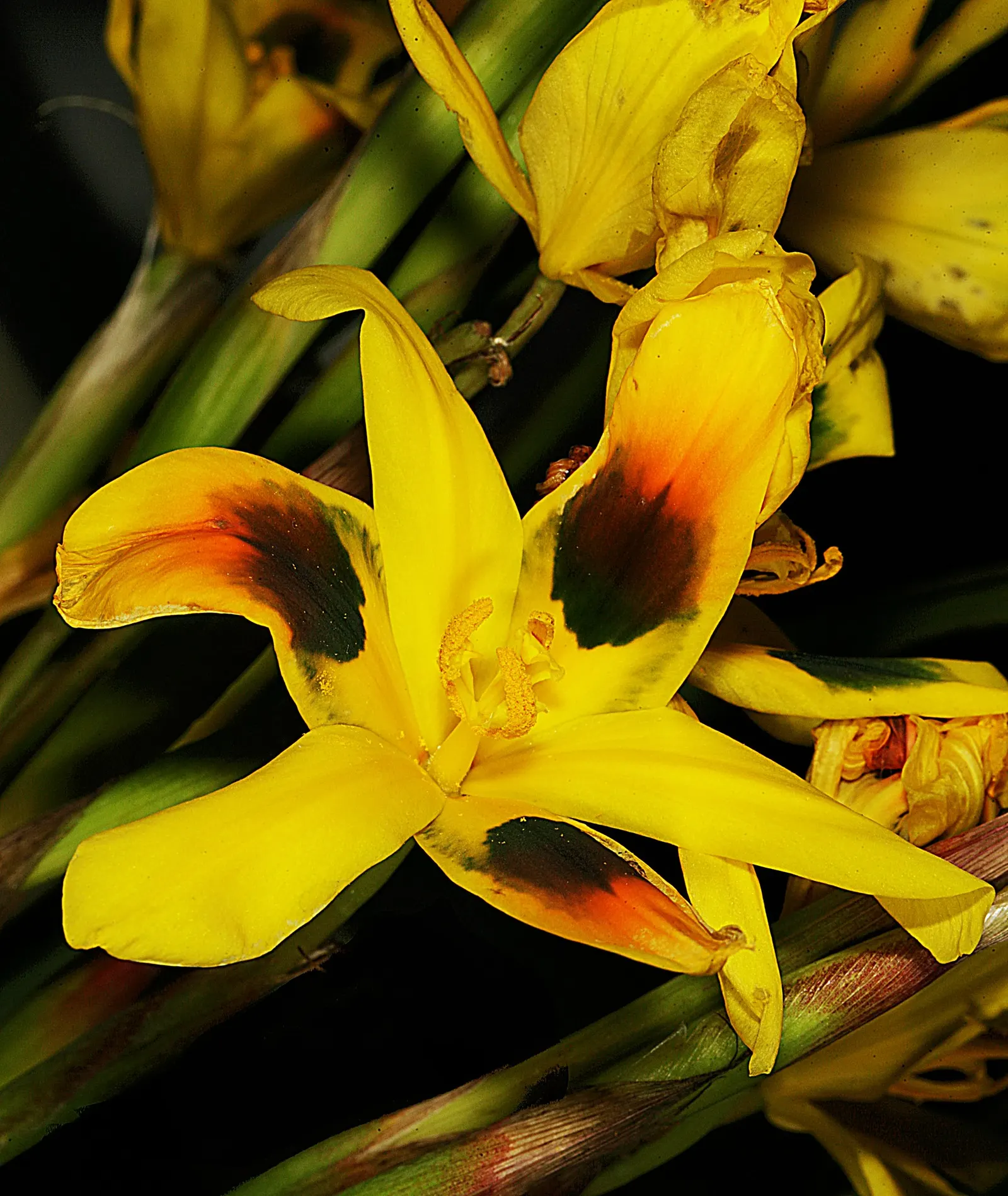 Elegant Moraea (Moraea elegans) — Typically reaching 18-24 inches in height