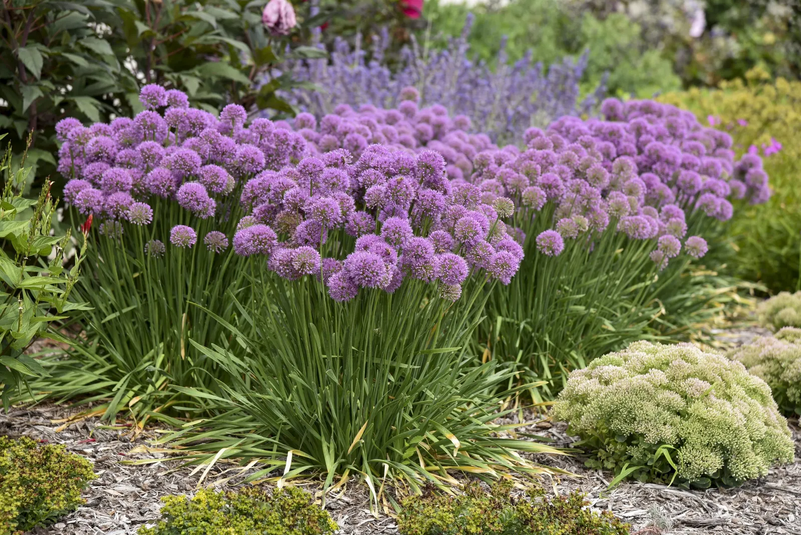 'Serendipity' Ornamental Onion (Allium hybrid) — information and resources; purple flowers in the garden, image 57
