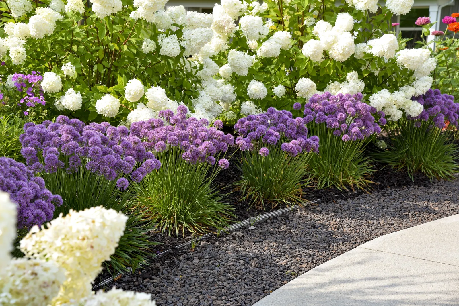 'Serendipity' Ornamental Onion (Allium hybrid) — These purple allium flowers add bold color and texture to the garden; globe-like, rosy-purple flowers top