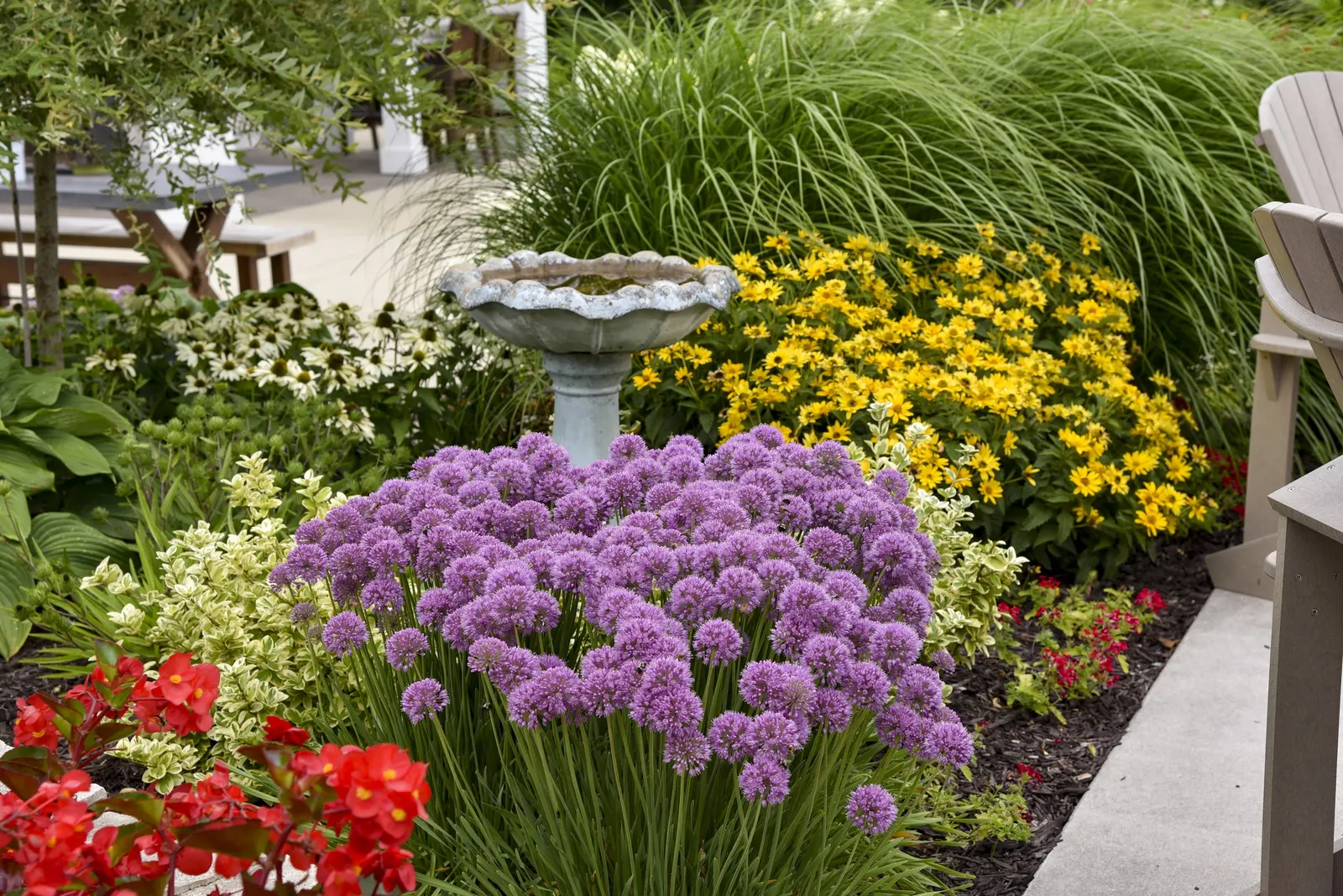'Serendipity' Ornamental Onion (Allium hybrid) — Proven Winners - 'Serendipity' - Ornamental Onion - Allium hybrid purple rosy purple plant details; these