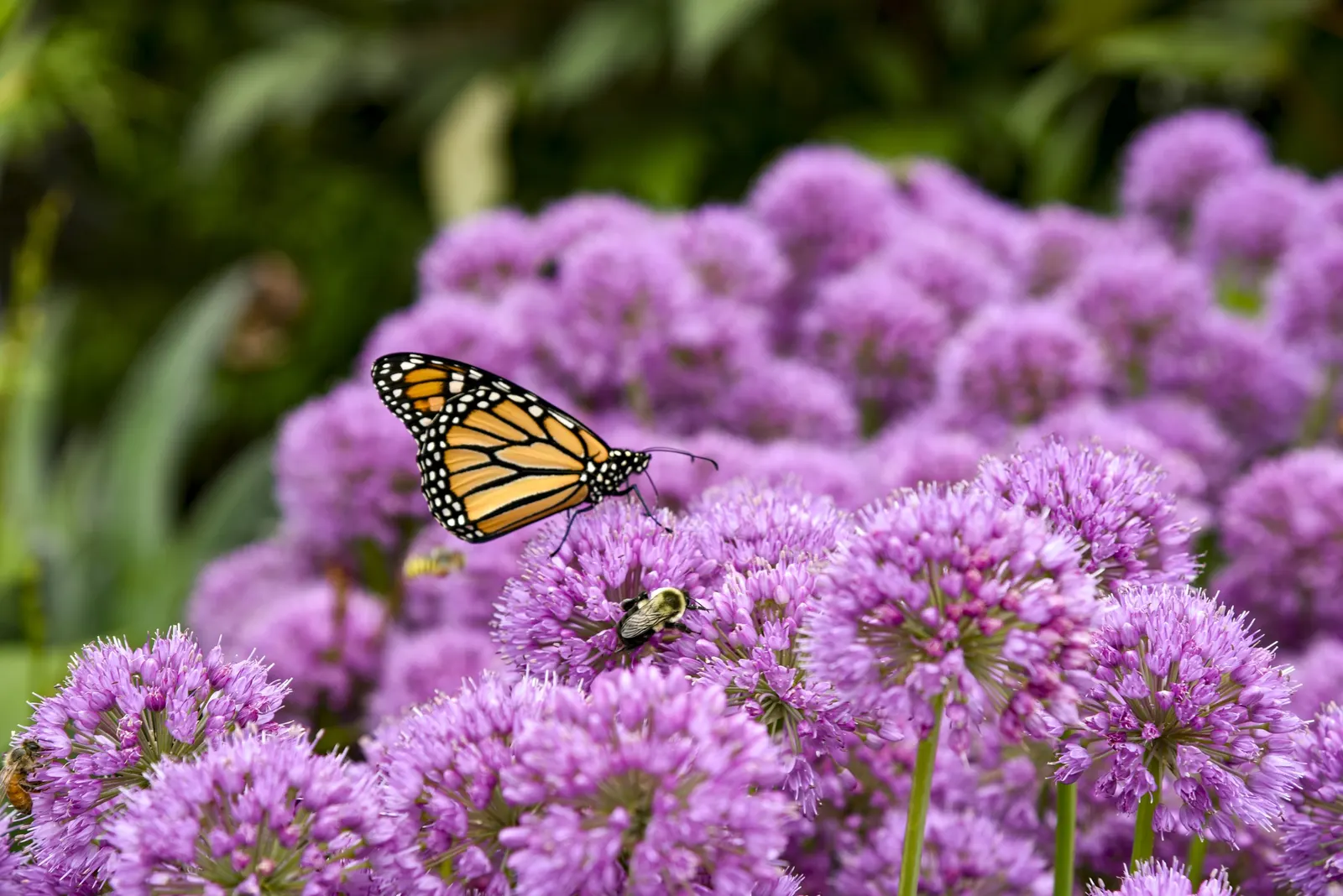 'Serendipity' Ornamental Onion (Allium hybrid) — information and resources; purple flowers in the garden