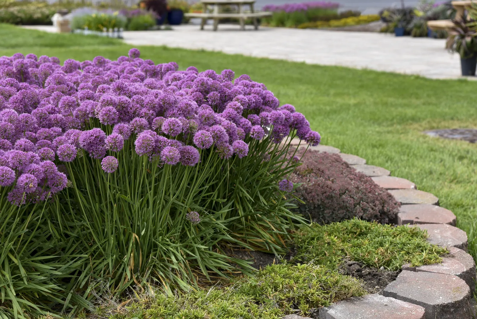 'Serendipity' Ornamental Onion (Allium hybrid) — the leaves will emit a smell of onion; trim stems after it has finished flowering to maintain the appearance