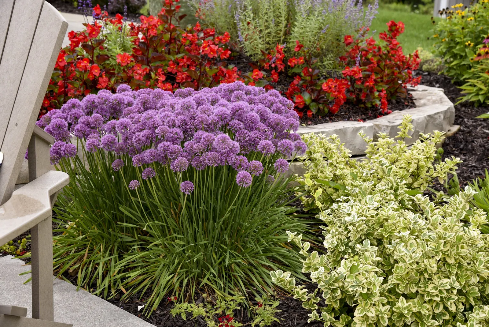 'Serendipity' Ornamental Onion (Allium hybrid) — purple flowers in the garden