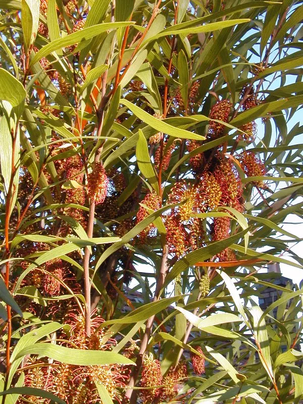 Big Nellie Hakea (Hakea Archaeoides) — is an exceptional specimen renowned for its unique foliage and arresting floral displays
