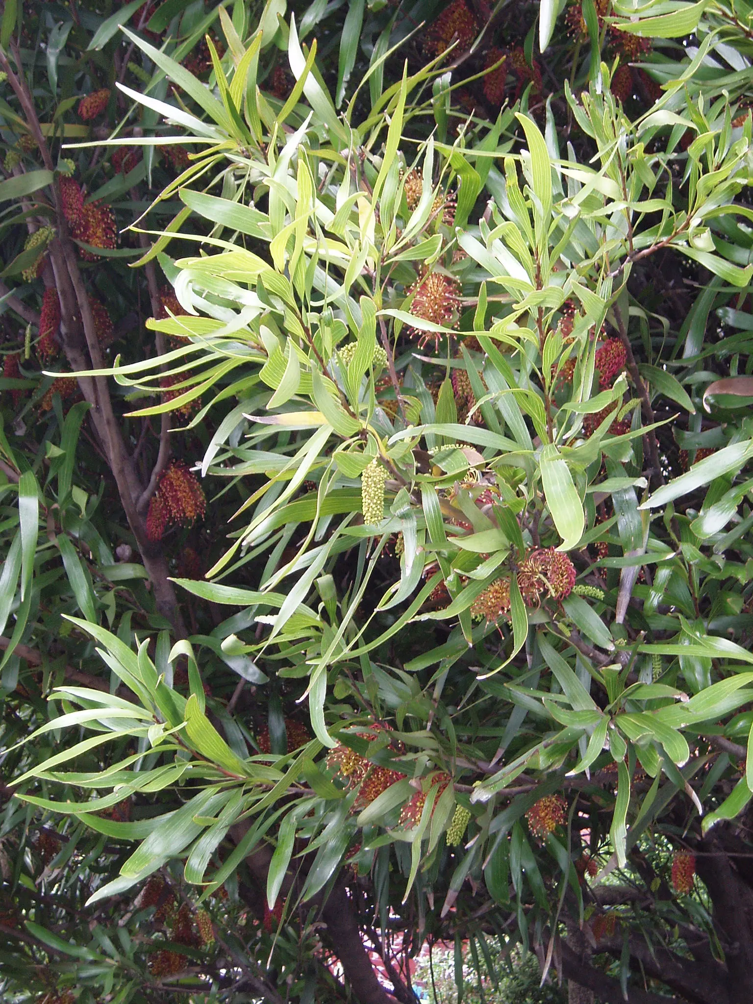 Big Nellie Hakea (Hakea Archaeoides) — Drought-tolerant once established, requiring minimal maintenance