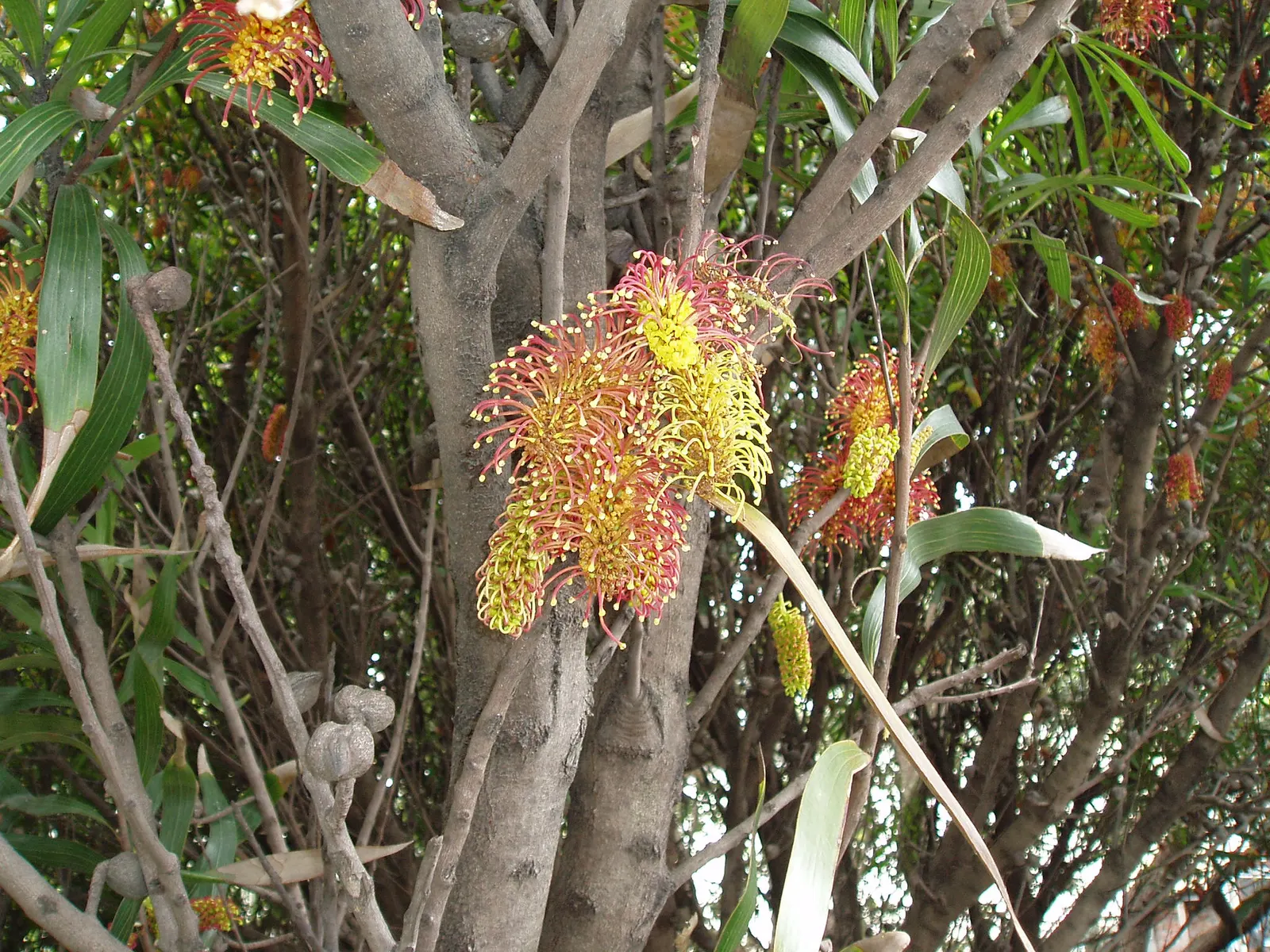 Big Nellie Hakea (Hakea Archaeoides) — scientifically named Hakea archaeoides