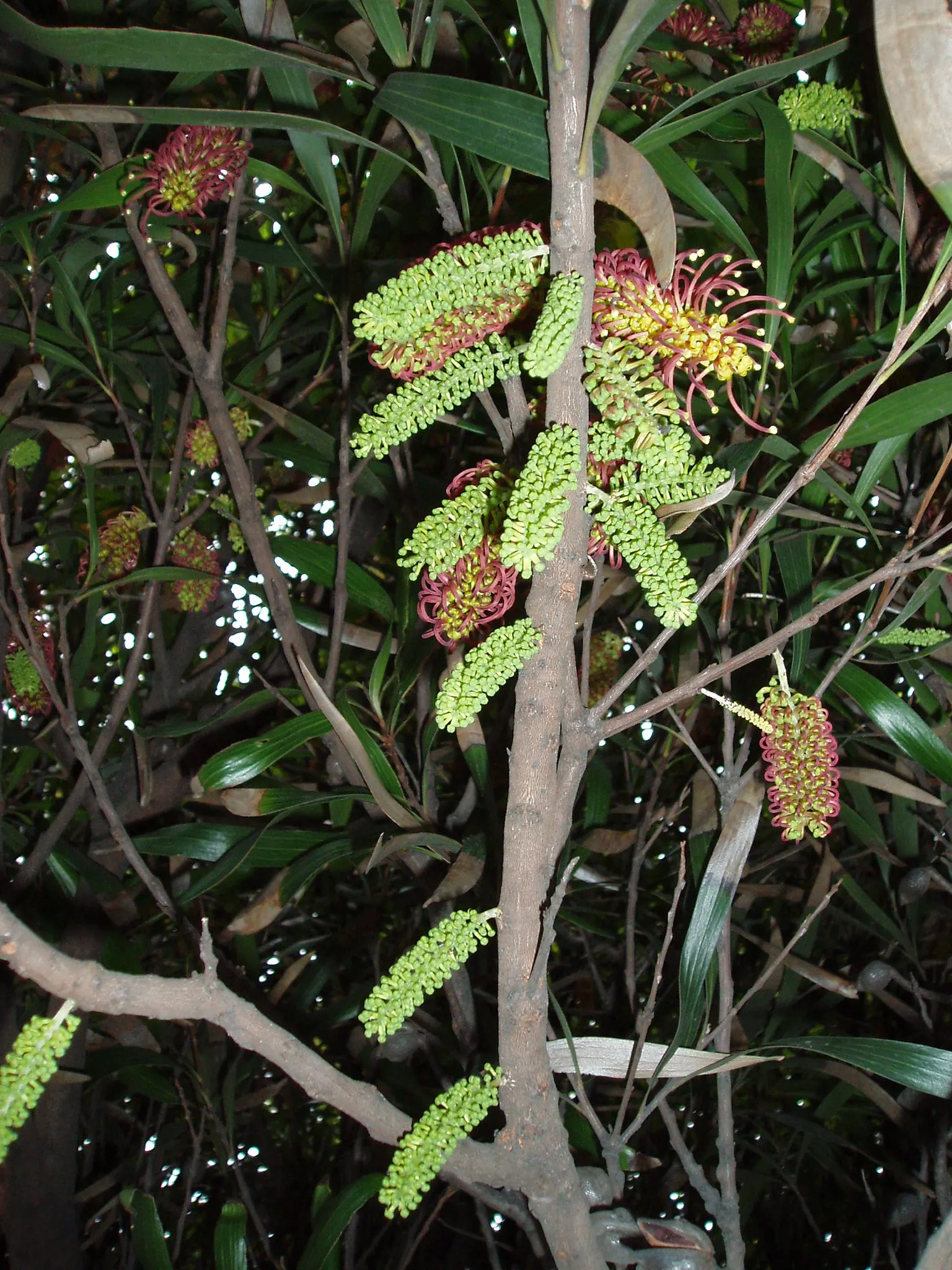 Big Nellie Hakea (Hakea Archaeoides) — red clusters of flowers in winter and spring