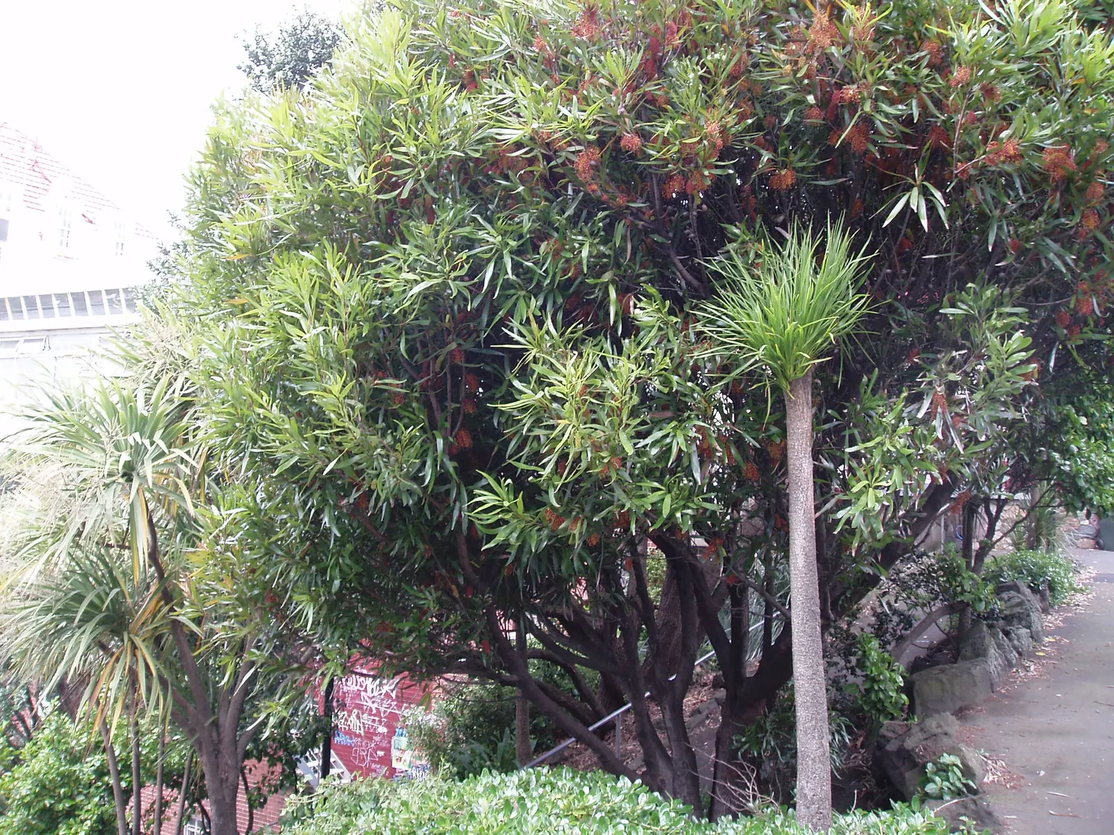 Big Nellie Hakea (Hakea Archaeoides) — The Big Nellie Hakea (Hakea archaeoides) is a striking evergreen native to Australia