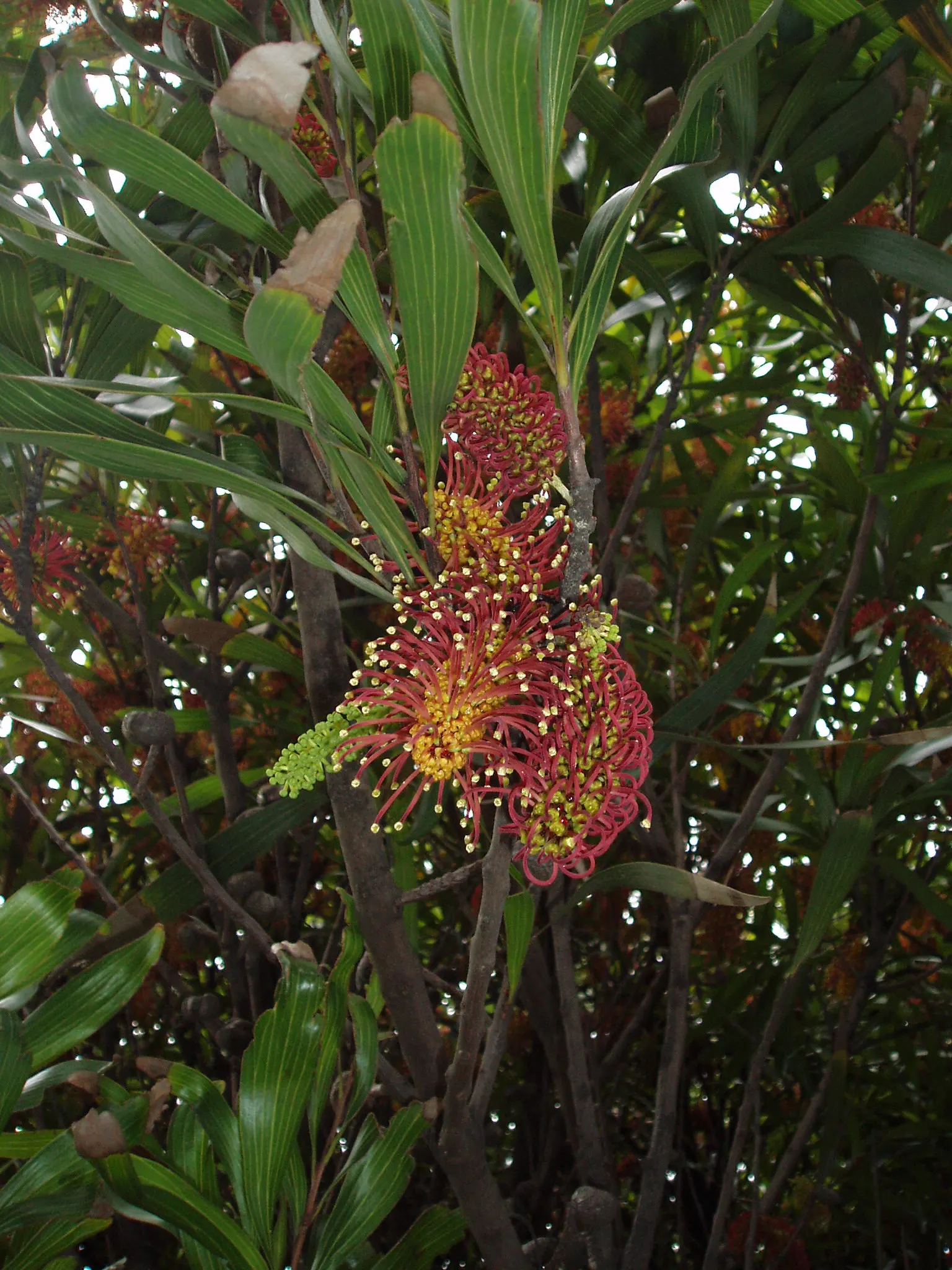 Big Nellie Hakea (Hakea Archaeoides) — Prefers well-drained soils and full sun exposure