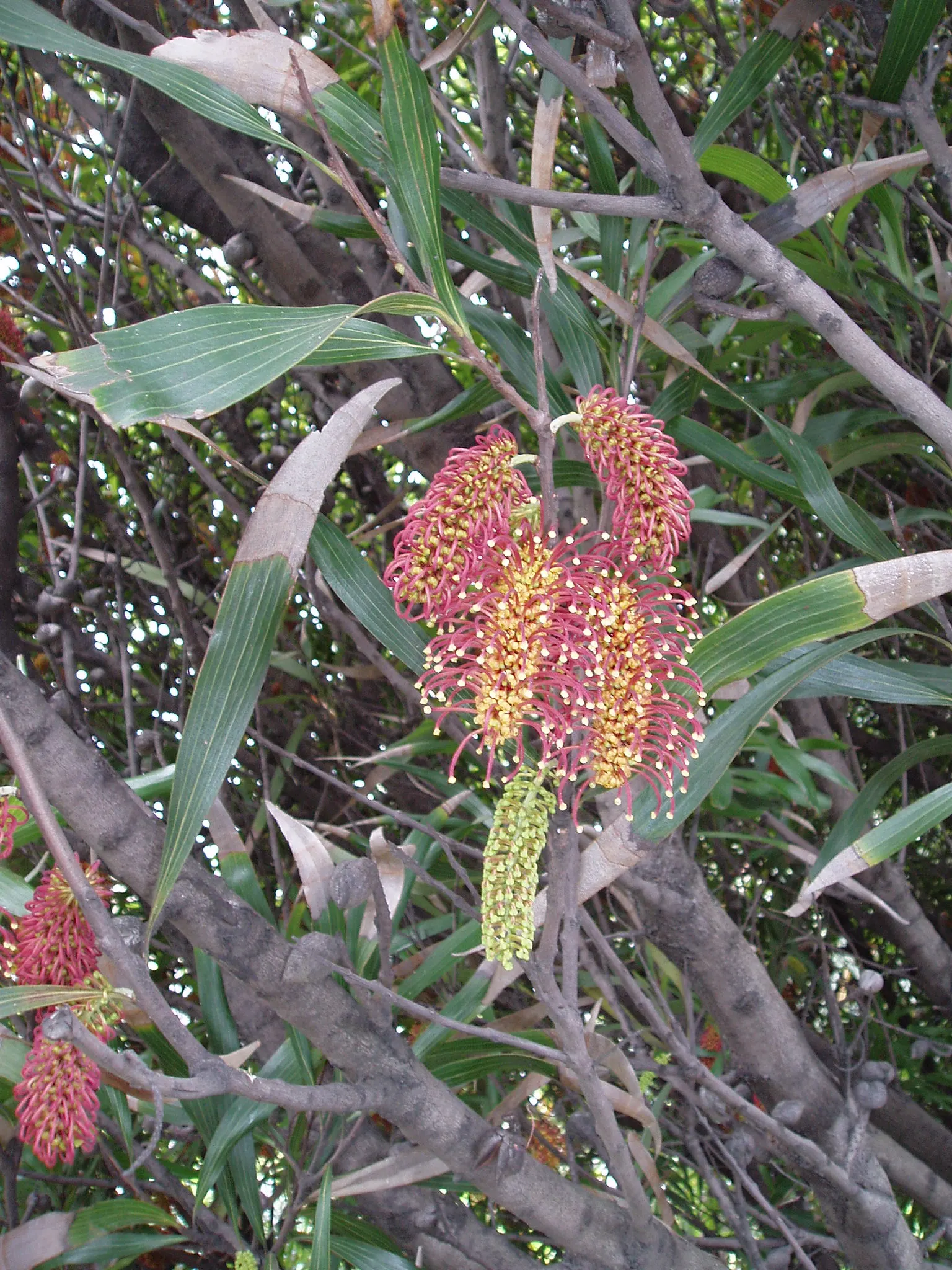 Big Nellie Hakea (Hakea Archaeoides) — An excellent choice for accent planting or as a screening plant in USDA zones 9-11