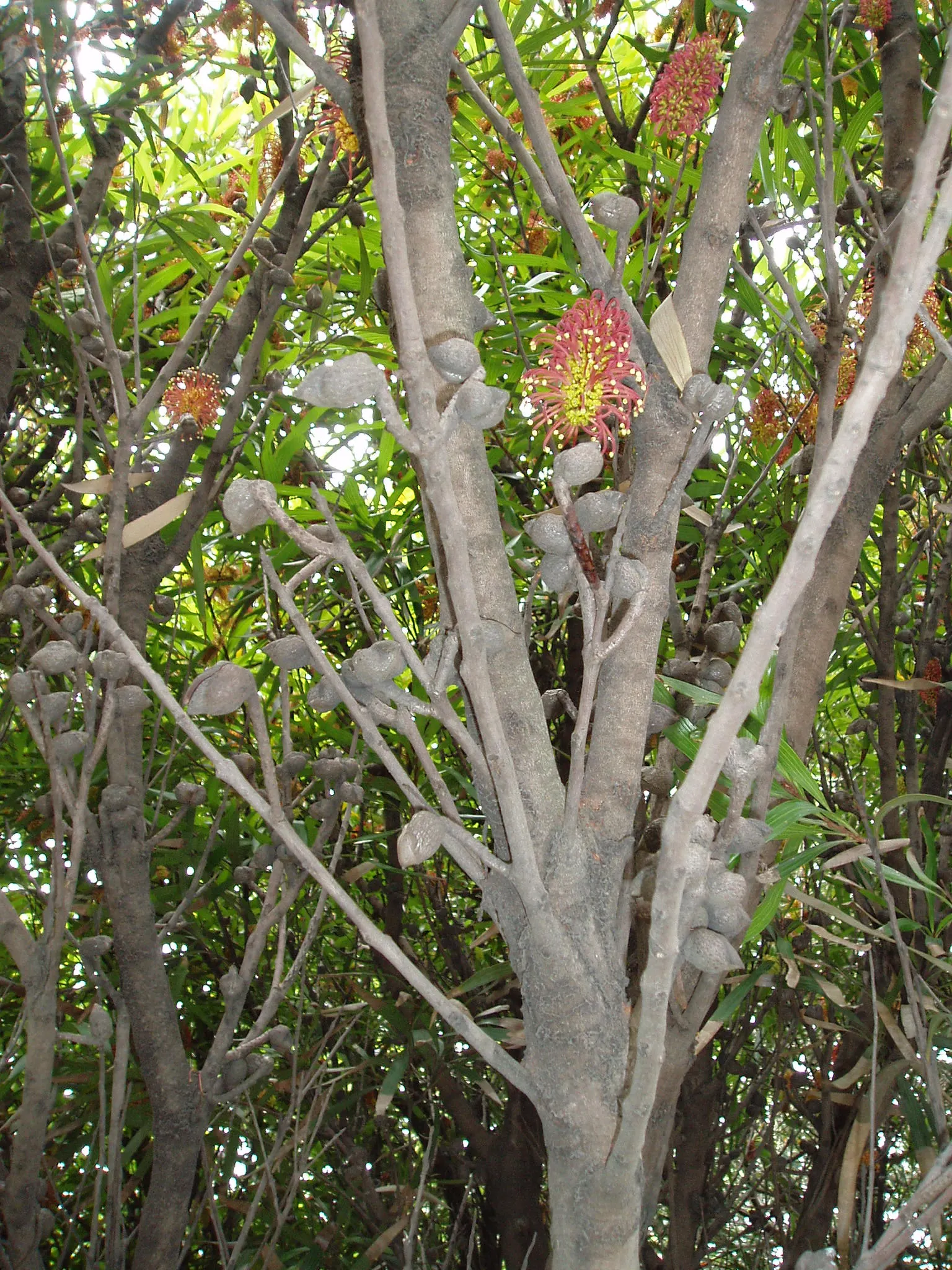 Big Nellie Hakea (Hakea Archaeoides) — Grows to about 10-20ft tall and 6-10ft wide