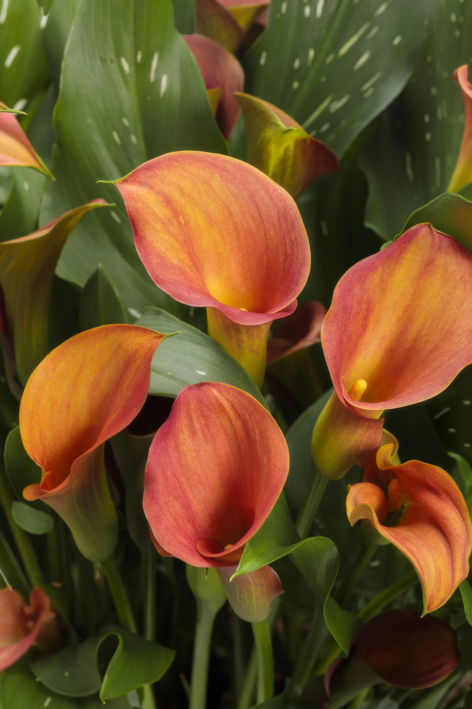 Main Squeeze™ Calla Lily (Zantedeschia) — It grows 18-24 inches tall and 9-12 inches wide, making a polished vertical accent