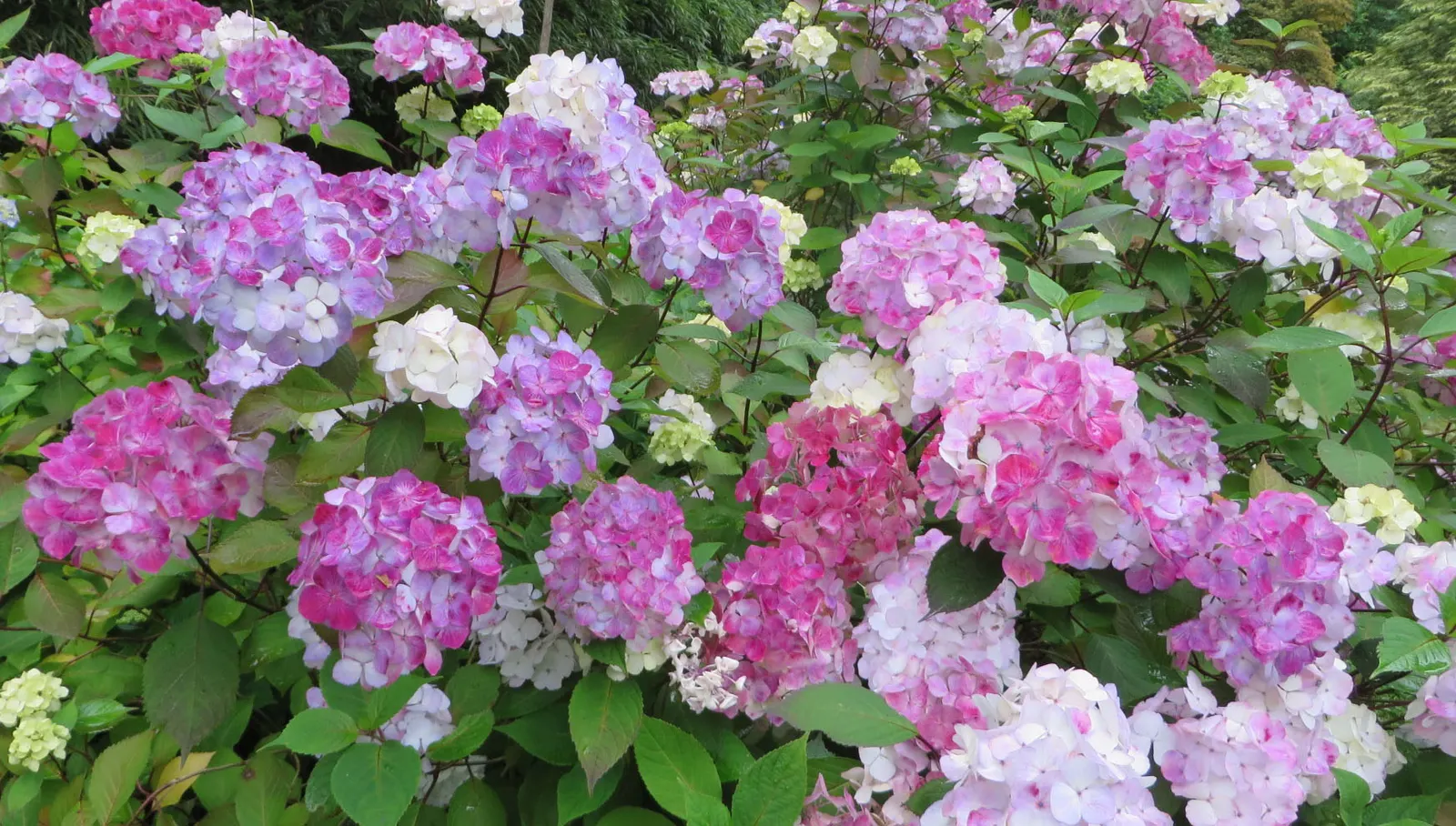 Preziosa Hydrangea (Hydrangea Serrata 'Preziosa') — Summer's soft, serrated leaves transition to autumnal hues