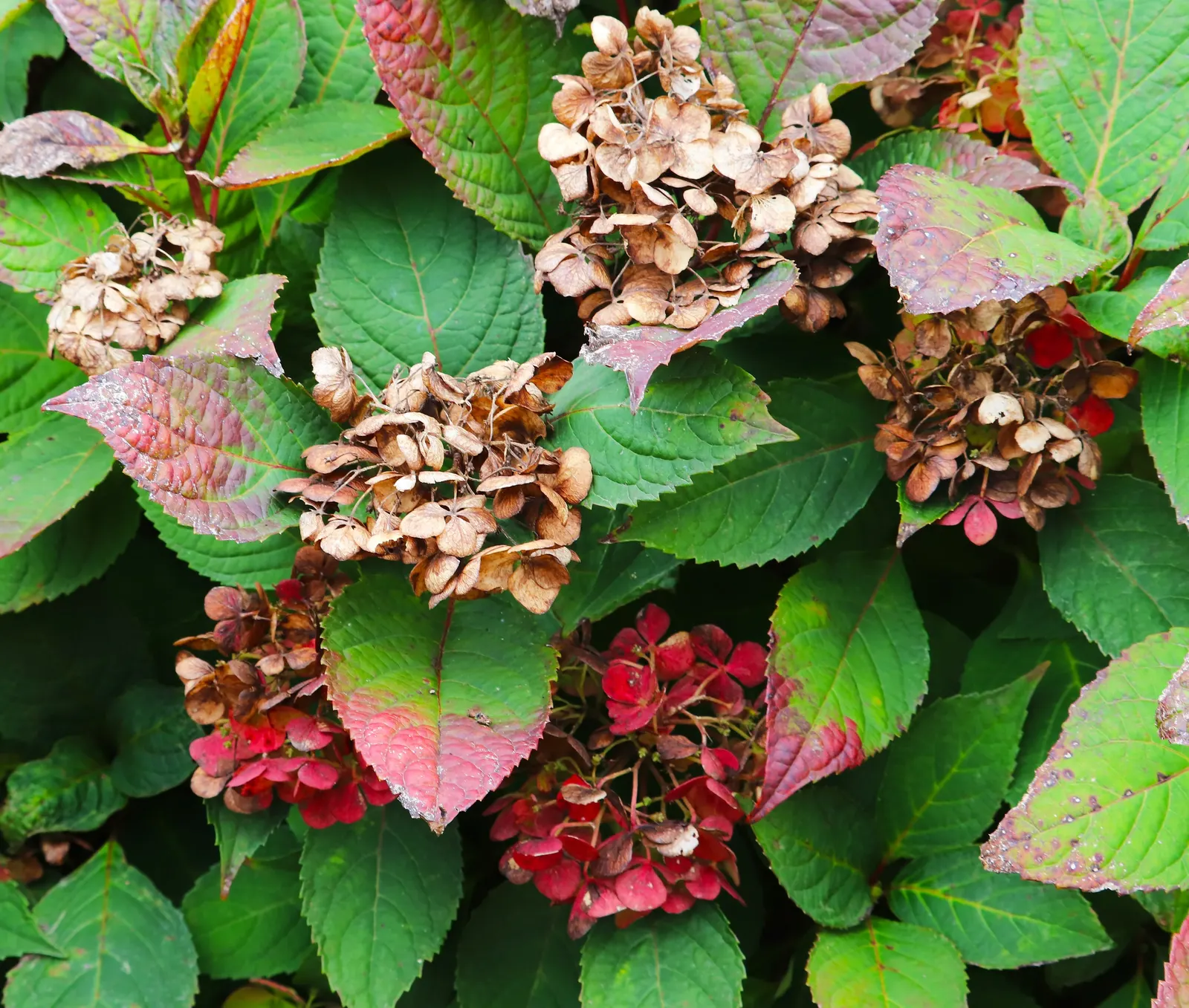 Preziosa Hydrangea (Hydrangea Serrata 'Preziosa') — Hydrangea serrata 'Preziosa', a compact deciduous shrub, showcases evolving beauty through the seasons