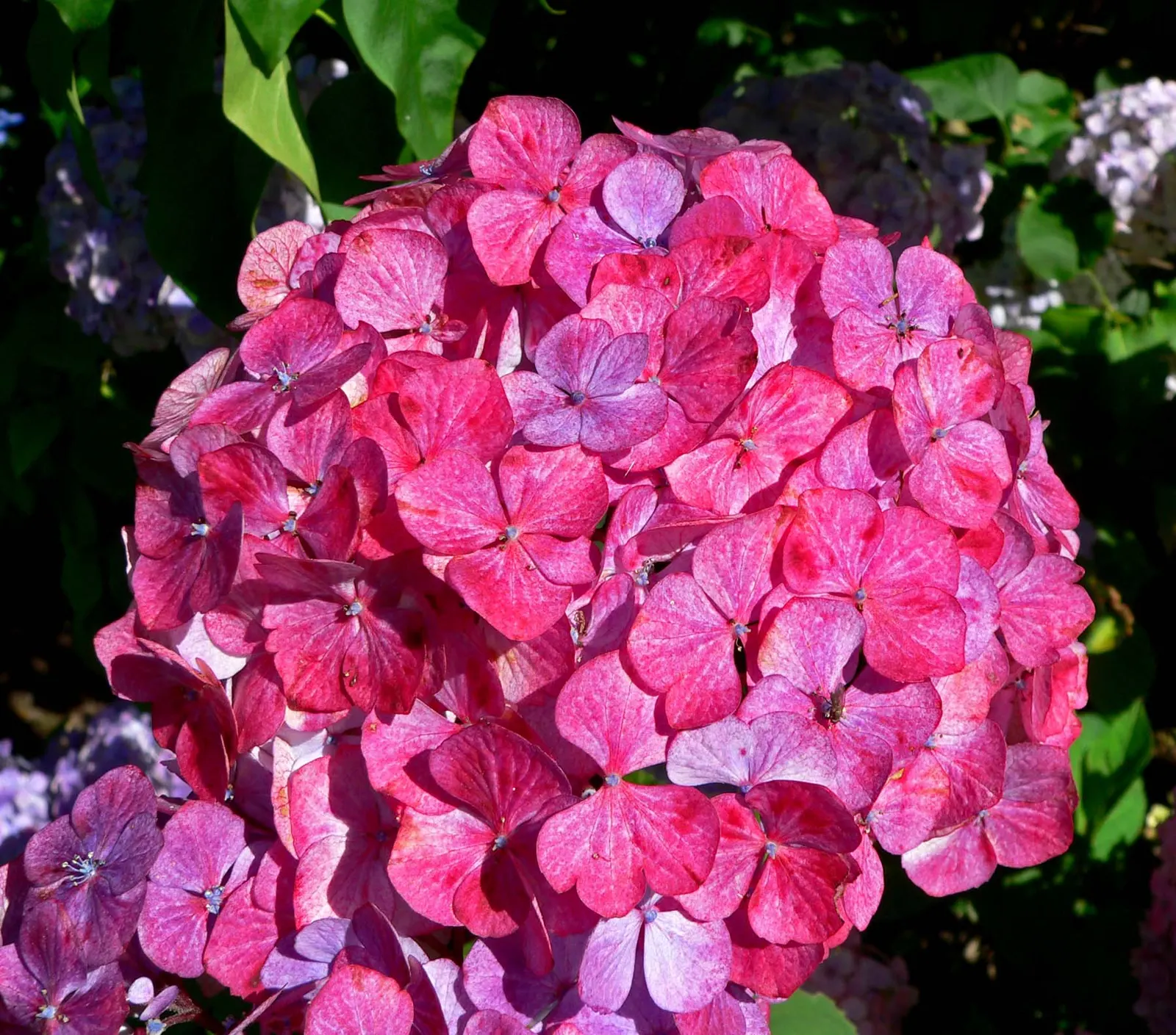 Preziosa Hydrangea (Hydrangea Serrata 'Preziosa') — Initially, blossoms unfurl a pale pink, maturing to a rich burgundy