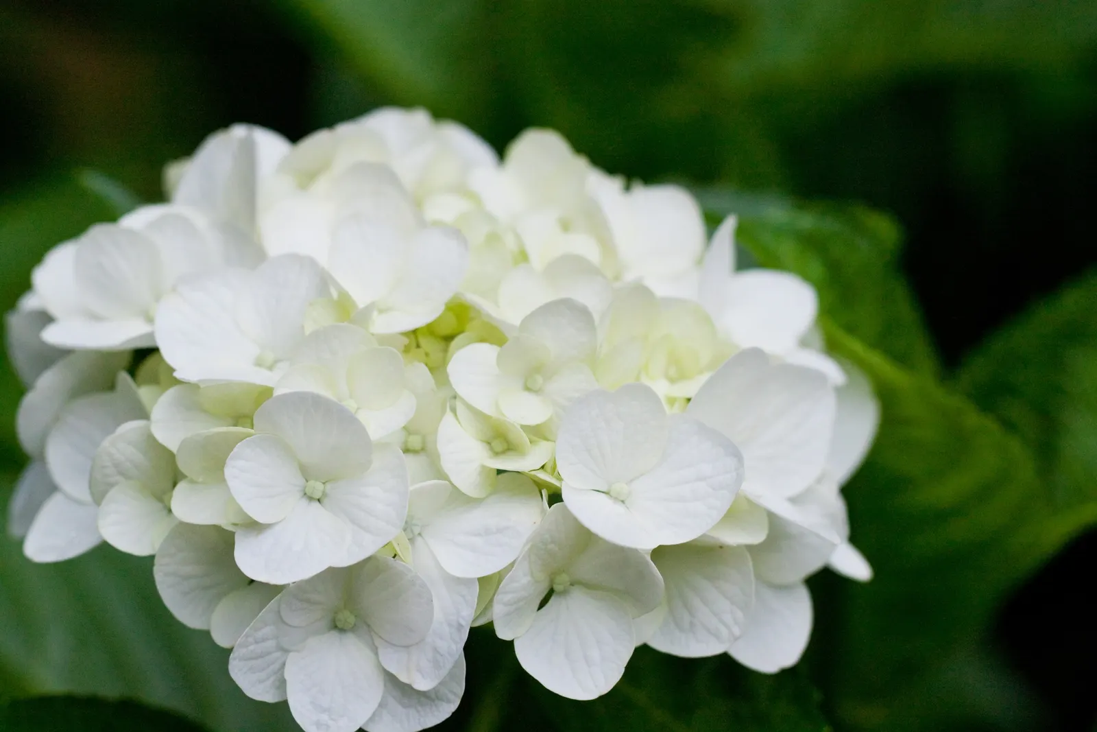 Preziosa Hydrangea (Hydrangea Serrata 'Preziosa') — Manageable at 3-4 ft in height and width, it suits small gardens and partial shade