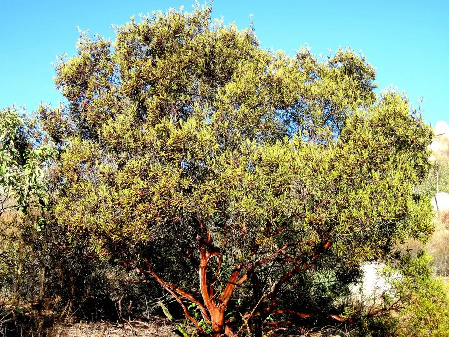 Mission Manzanita (Xylococcus bicolor) — Spring blooms are urn-shaped and white, yielding red berries