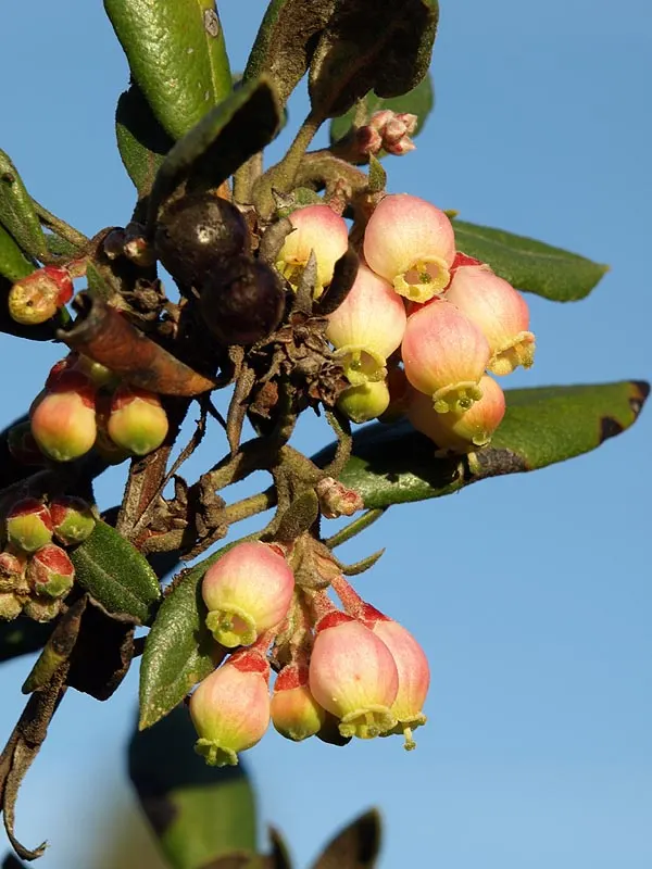 Mission Manzanita (Xylococcus bicolor) — Typically reaching 4-8 feet tall and wide