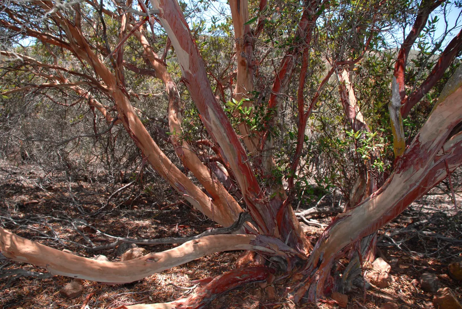 Mission Manzanita (Xylococcus bicolor) — but some supplemental watering can support the plant during extended dry periods