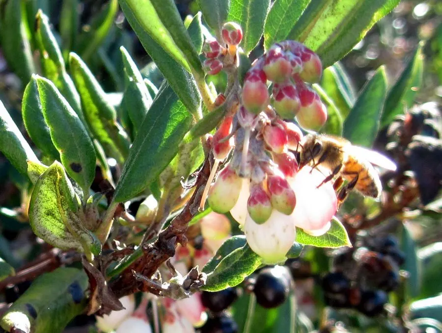 Mission Manzanita (Xylococcus bicolor) — Ideal for native gardens, it provides habitat value and erosion control
