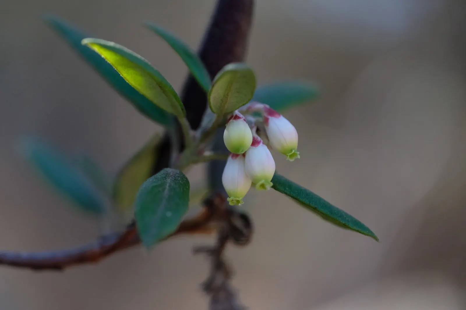 Mission Manzanita (Xylococcus bicolor) — Its bark possesses a red-brown hue that beautifully contrasts with the deep green