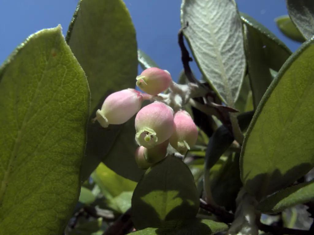 Mission Manzanita (Xylococcus bicolor) — Its drought tolerance is high once established