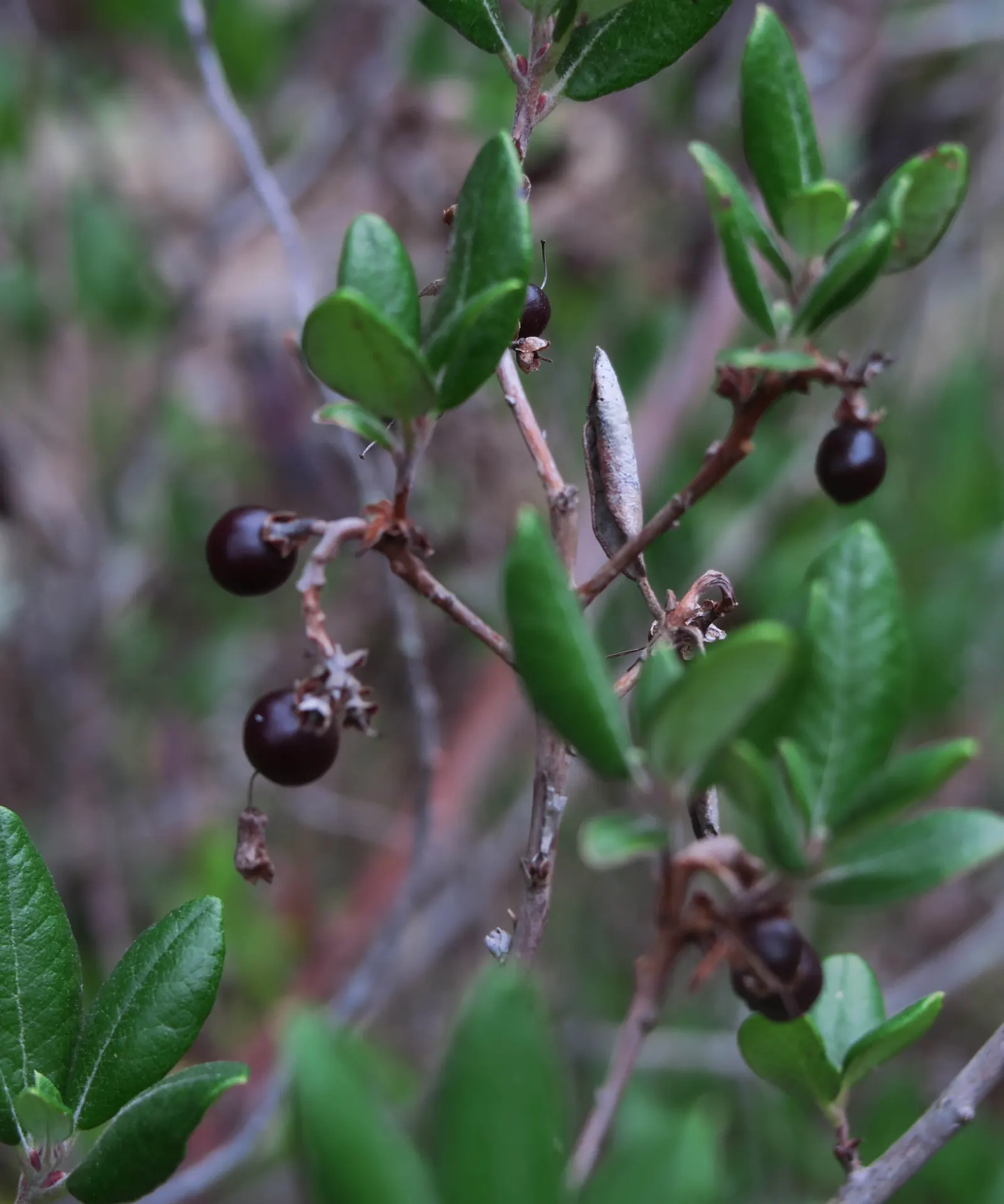 Mission Manzanita (Xylococcus bicolor) — tolerating a variety of soil types