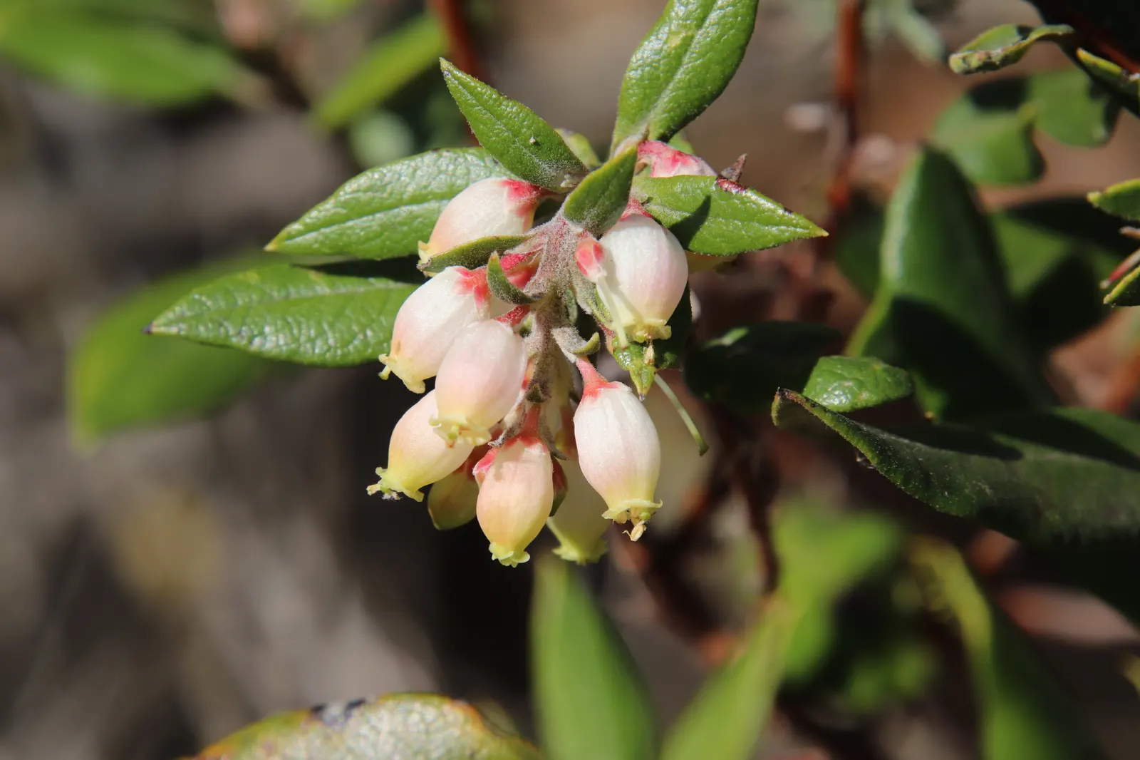 Mission Manzanita (Xylococcus bicolor) — Often appreciated for its striking aesthetic and low maintenance requirements