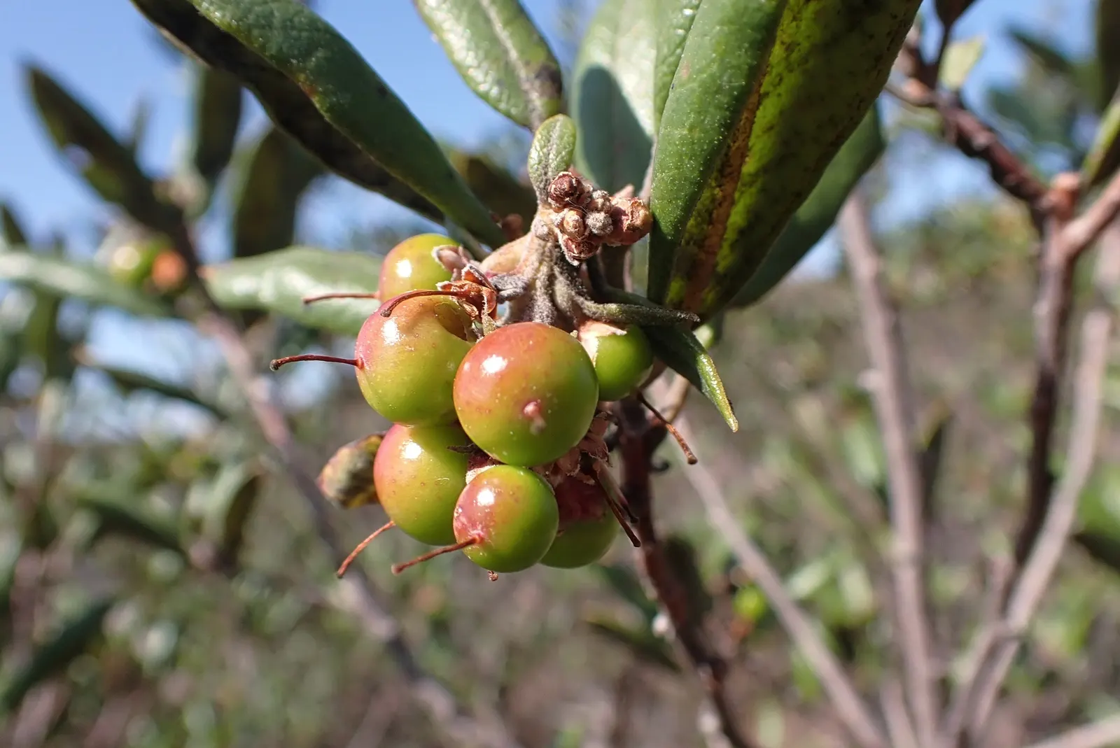 Mission Manzanita (Xylococcus bicolor) — Preferring well-drained soils, it's drought-tolerant once established