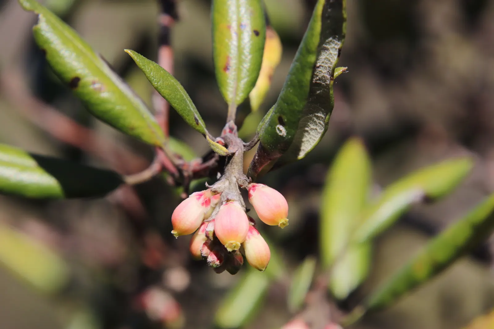 Mission Manzanita (Xylococcus bicolor) — The Mission Manzanita (Xylococcus bicolor) is an evergreen shrub native to California