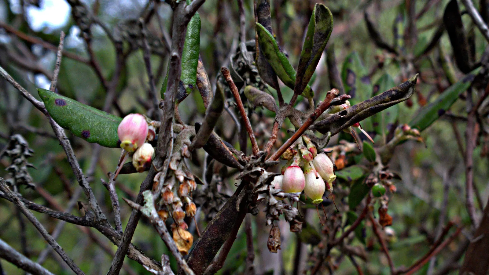 Mission Manzanita (Xylococcus bicolor) — while the subsequent red-brown fruits
