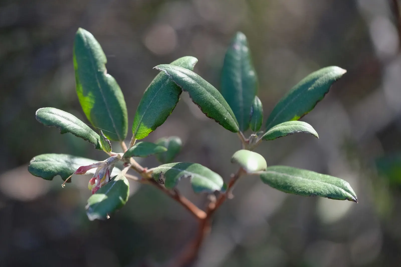 Mission Manzanita (Xylococcus bicolor) — which should be accounted for in design planning to accommodate its growth