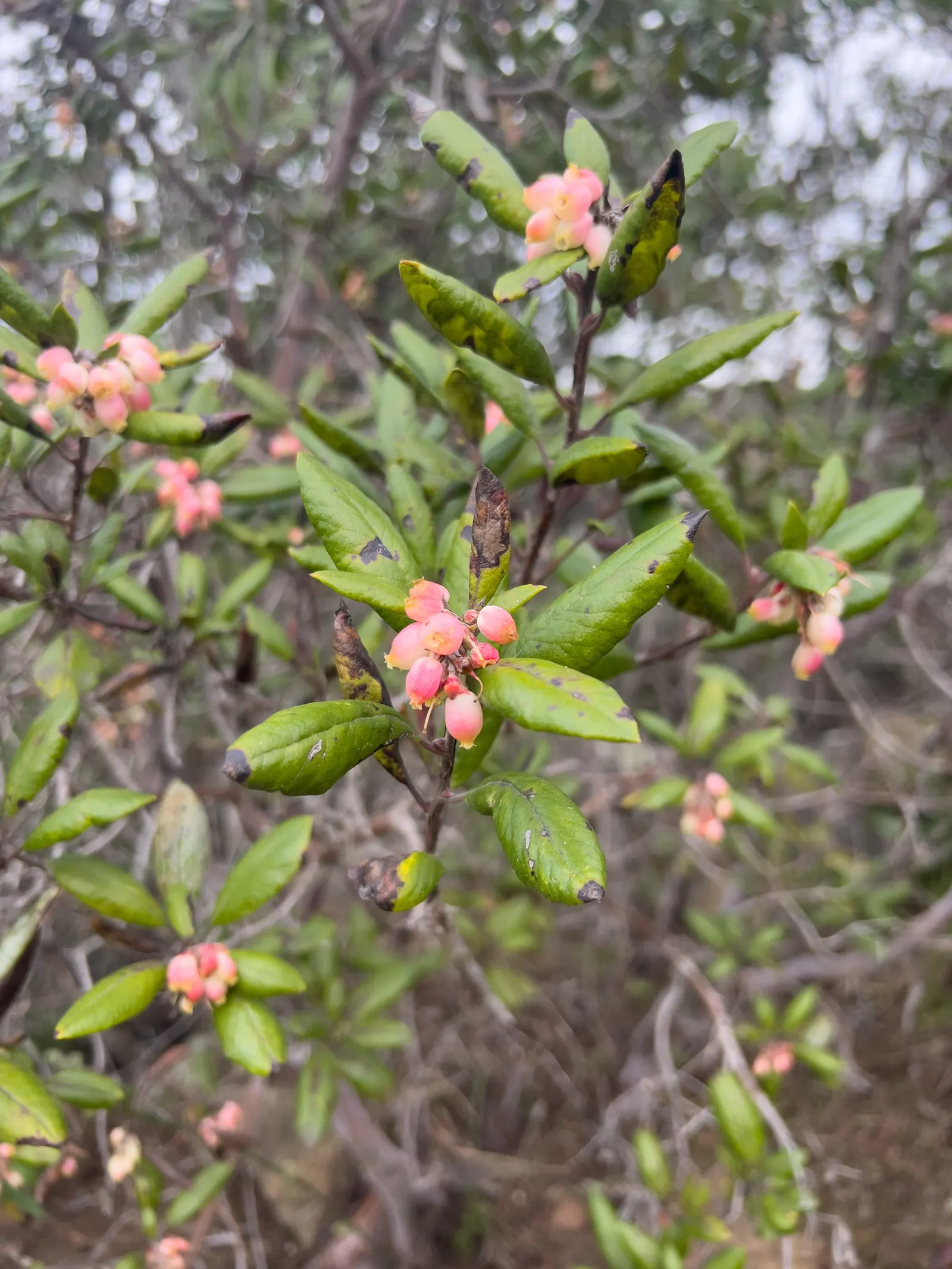 Mission Manzanita (Xylococcus bicolor) — and roughly 0.5 inches long - adding a delicate touch to its robust form