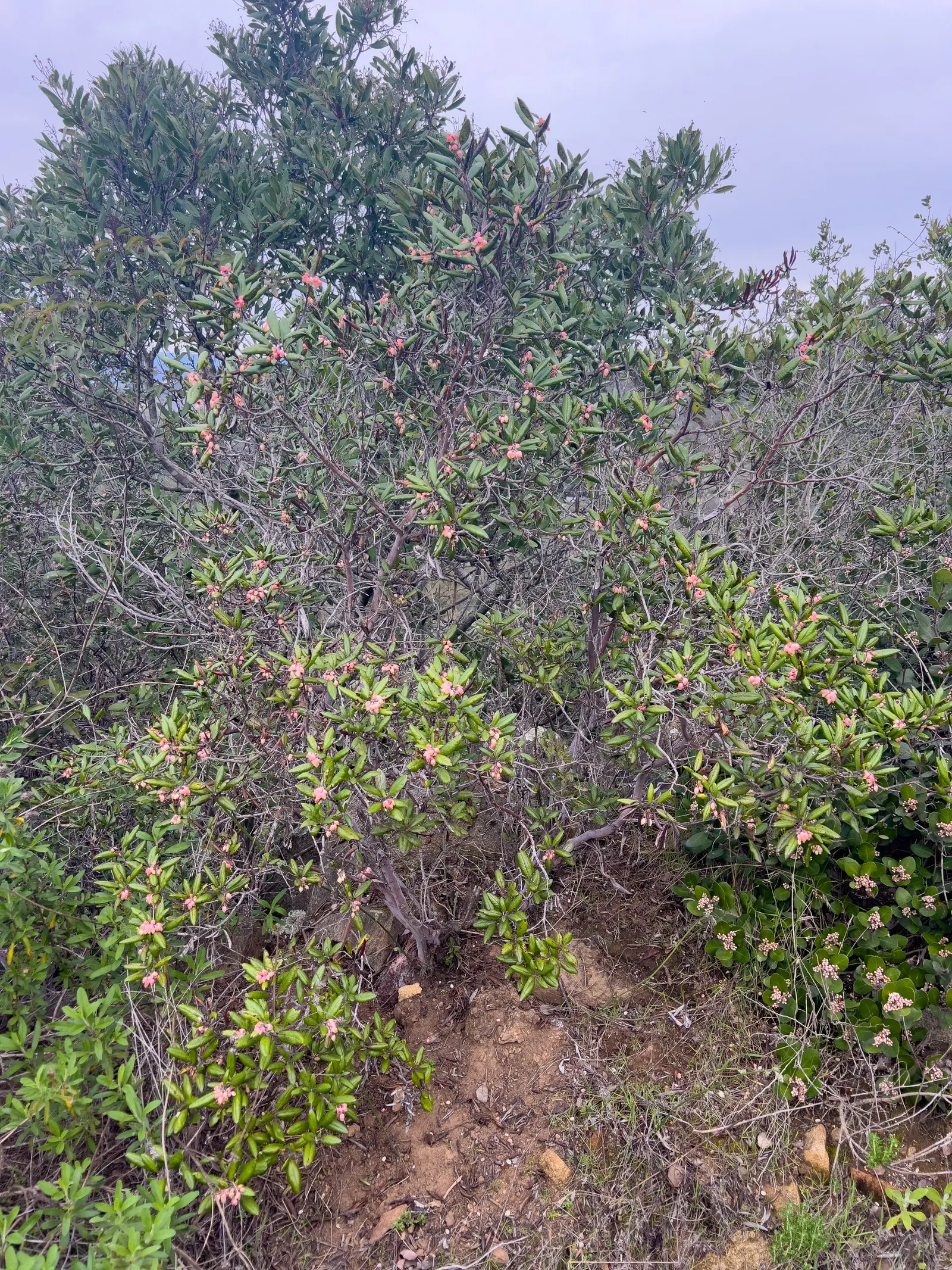 Mission Manzanita (Xylococcus bicolor) — which may grow up to 1.5 to 2 inches long