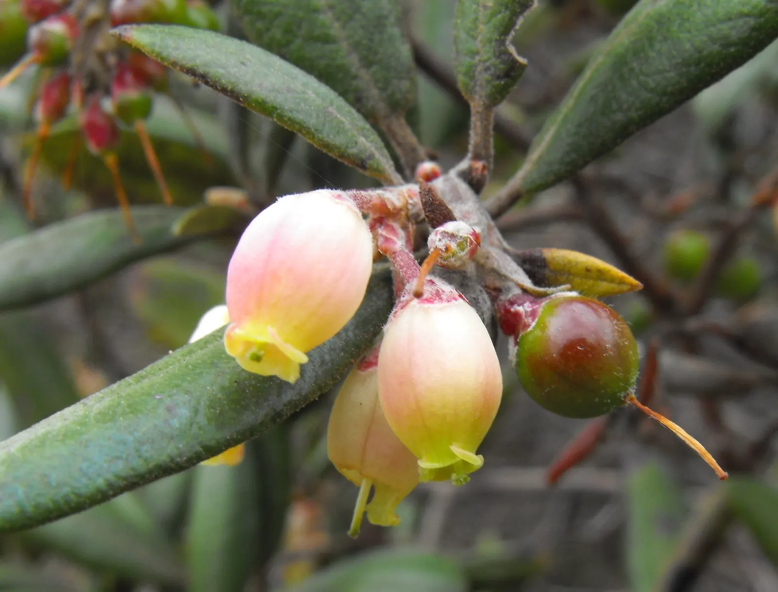 Mission Manzanita (Xylococcus bicolor) — No significant pest or disease issues are commonly associated with this shrub