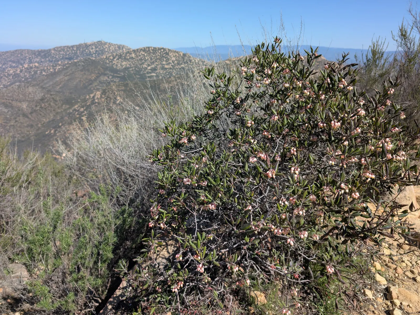 Mission Manzanita (Xylococcus bicolor) — The Mission Manzanita (Xylococcus bicolor) is an evergreen shrub native to California; spring blooms are urn-shaped