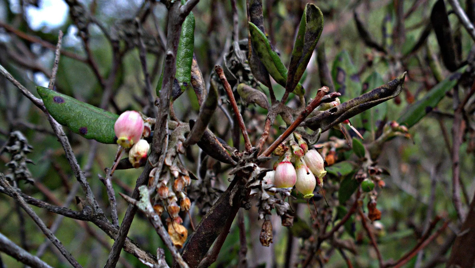 Mission Manzanita (Xylococcus bicolor) — Spring blooms are urn-shaped and white, yielding red berries; typically reaching 4-8 feet tall and wide