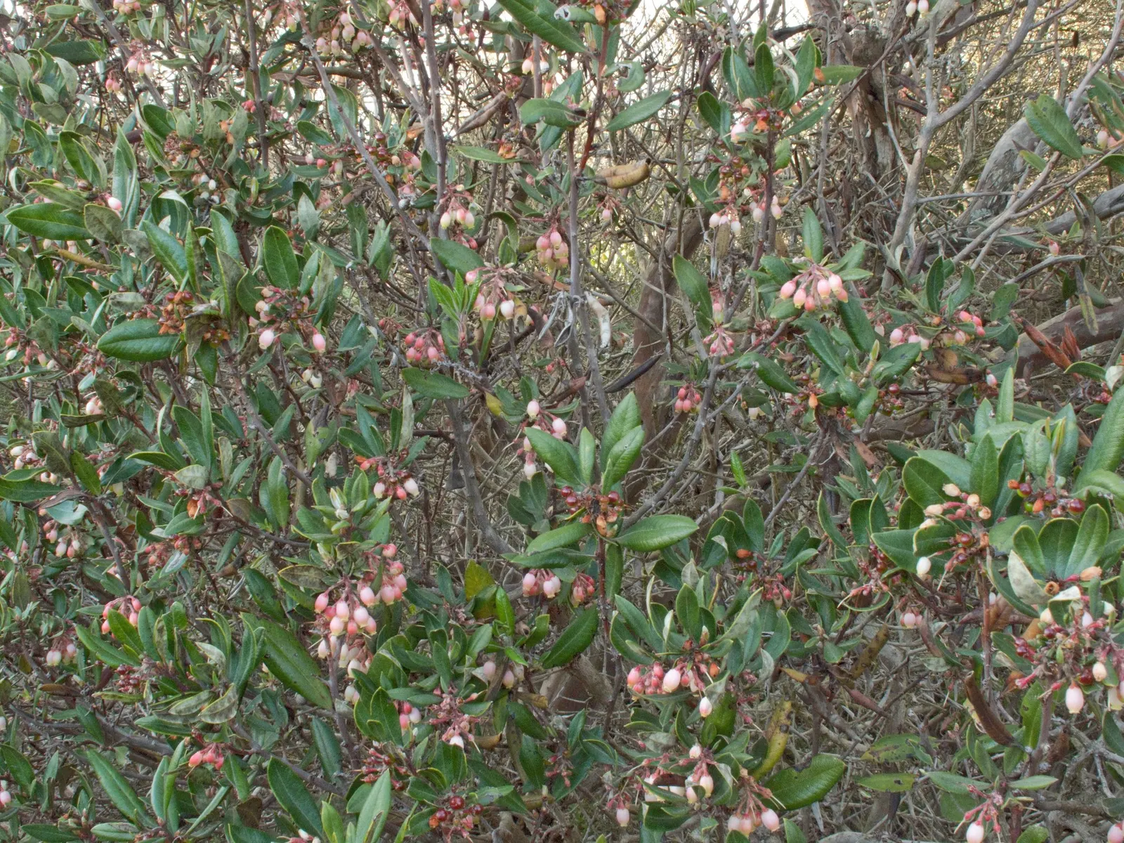 Mission Manzanita (Xylococcus bicolor) — Its bark possesses a red-brown hue that beautifully contrasts with the deep green; while the subsequent red-brown