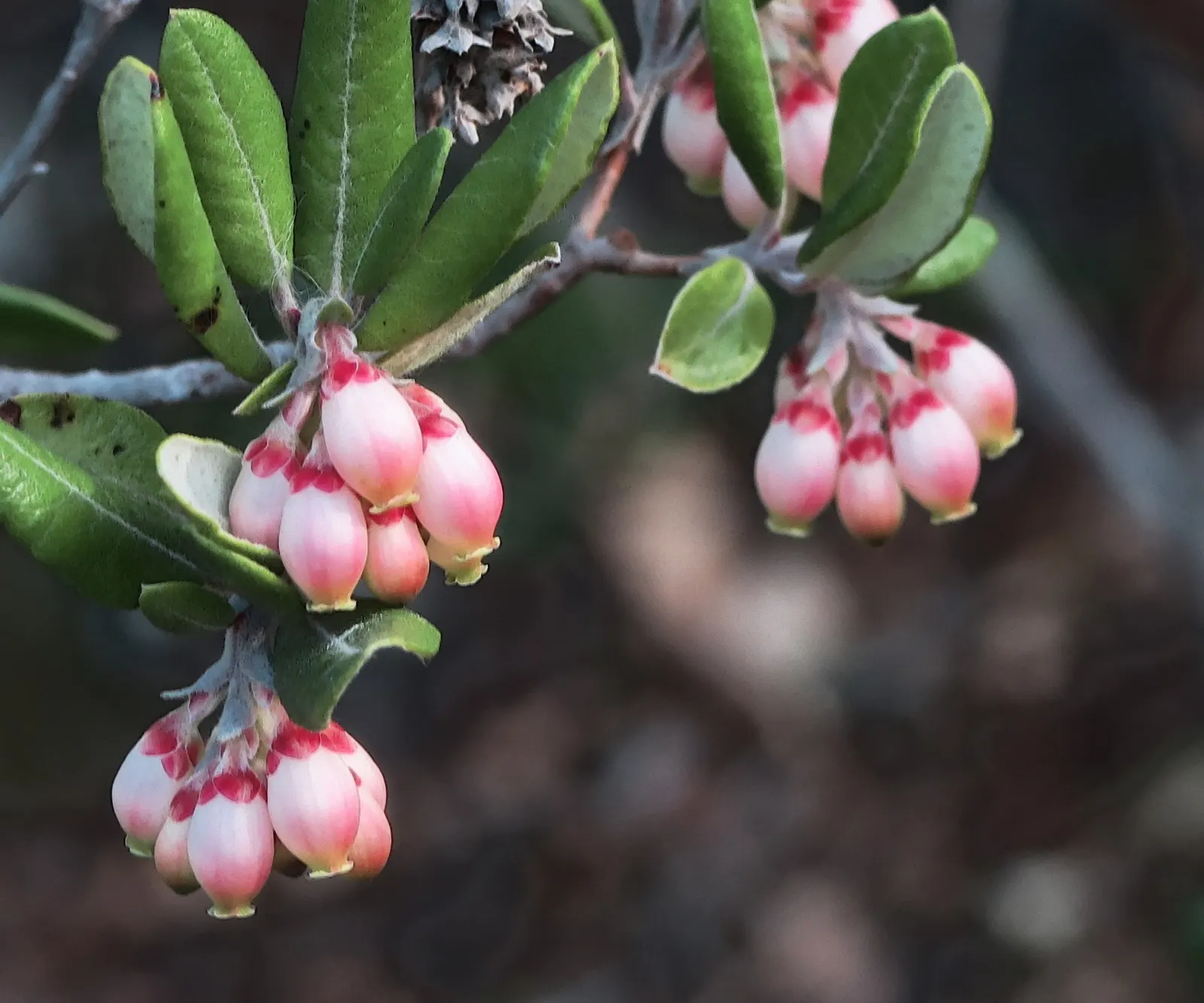 Mission Manzanita (Xylococcus bicolor) — which should be accounted for in design planning to accommodate its growth; often appreciated for its striking
