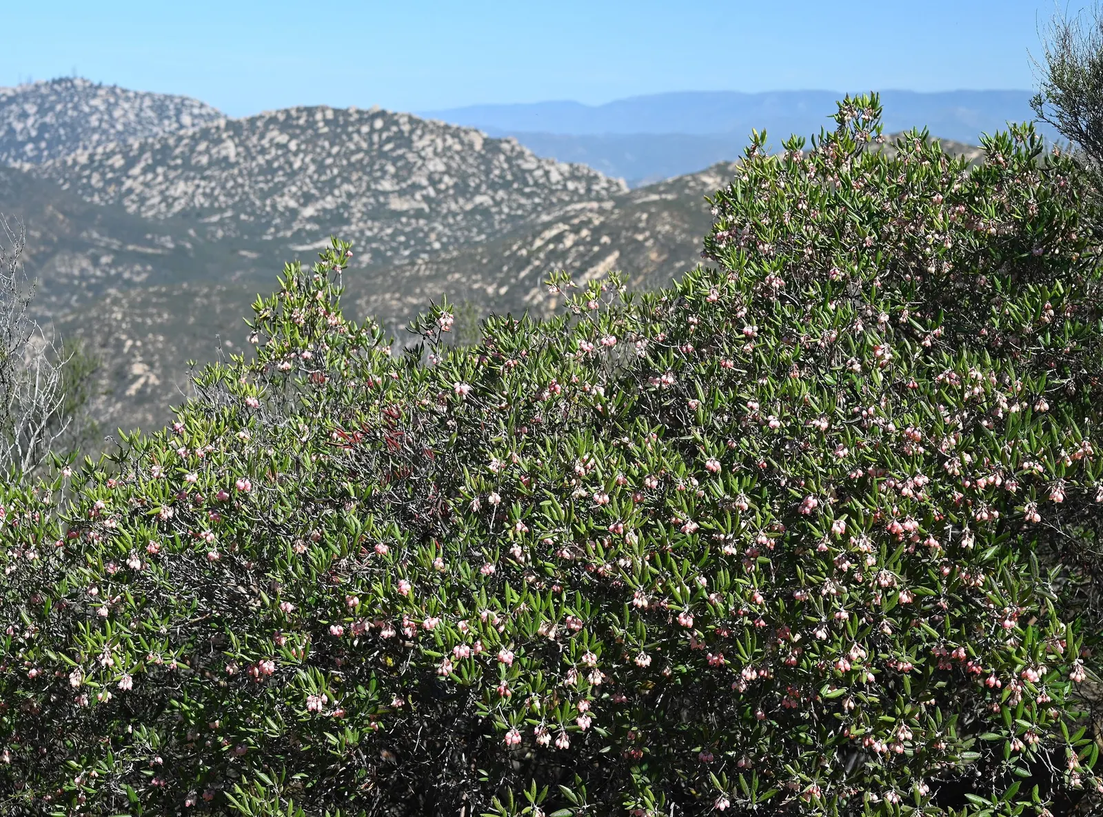 Mission Manzanita (Xylococcus bicolor) — shrub for full or half