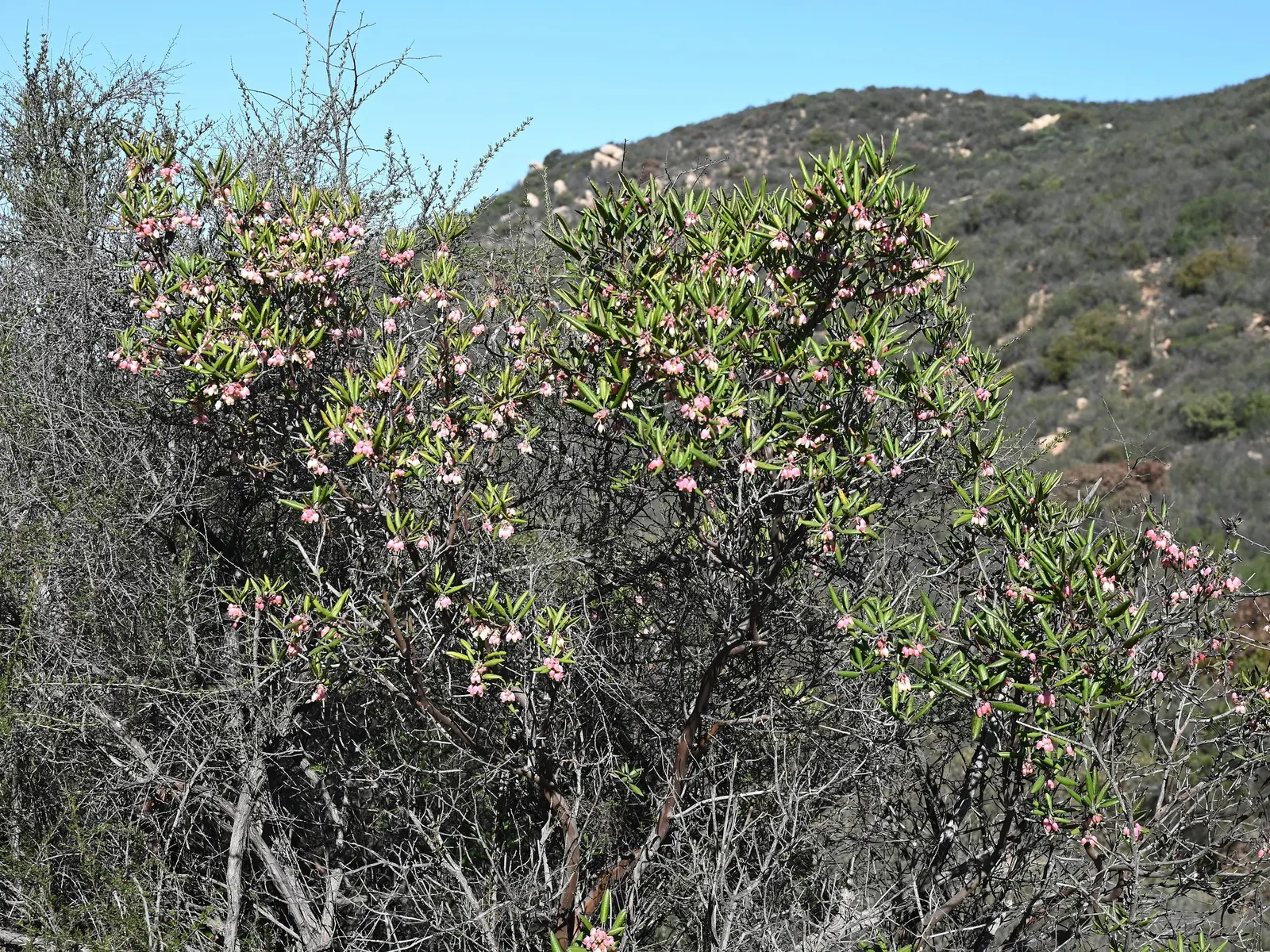 Mission Manzanita (Xylococcus bicolor) — shrub with multi-colored and pink and white blooms