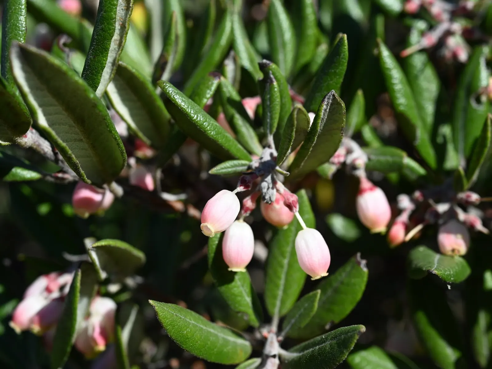 Mission Manzanita (Xylococcus bicolor) — These bicolor leaves are characterized by their lighter-colored undersides; preferring well-drained soils, it's