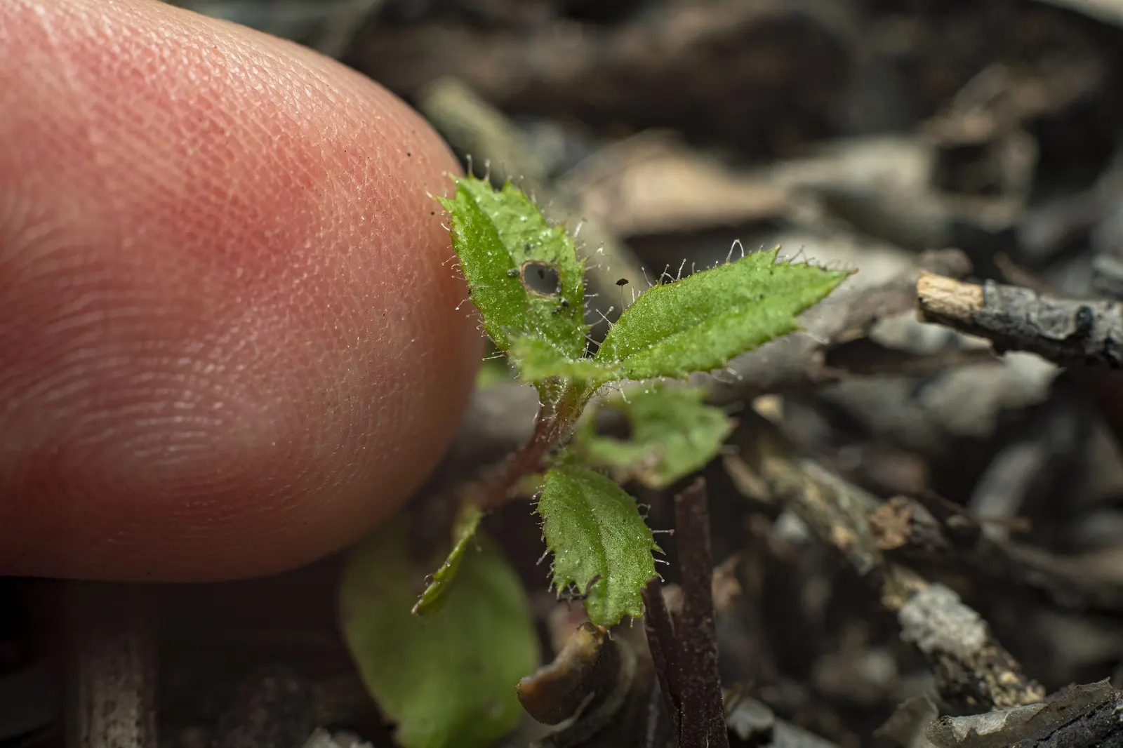 Mission Manzanita (Xylococcus bicolor) — tolerating a variety of soil types; its drought tolerance is high once established