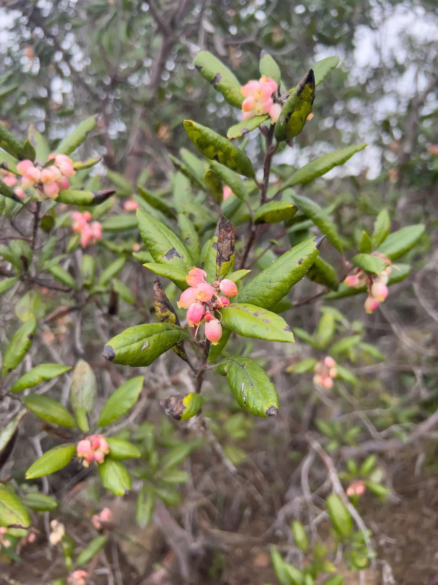 Mission Manzanita (Xylococcus bicolor) — Often appreciated for its striking aesthetic and low maintenance requirements; shrub for full or half