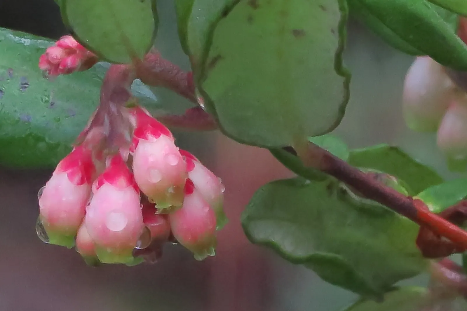 Mission Manzanita (Xylococcus bicolor) — Preferring well-drained soils, it's drought-tolerant once established; its bark possesses a red-brown hue that