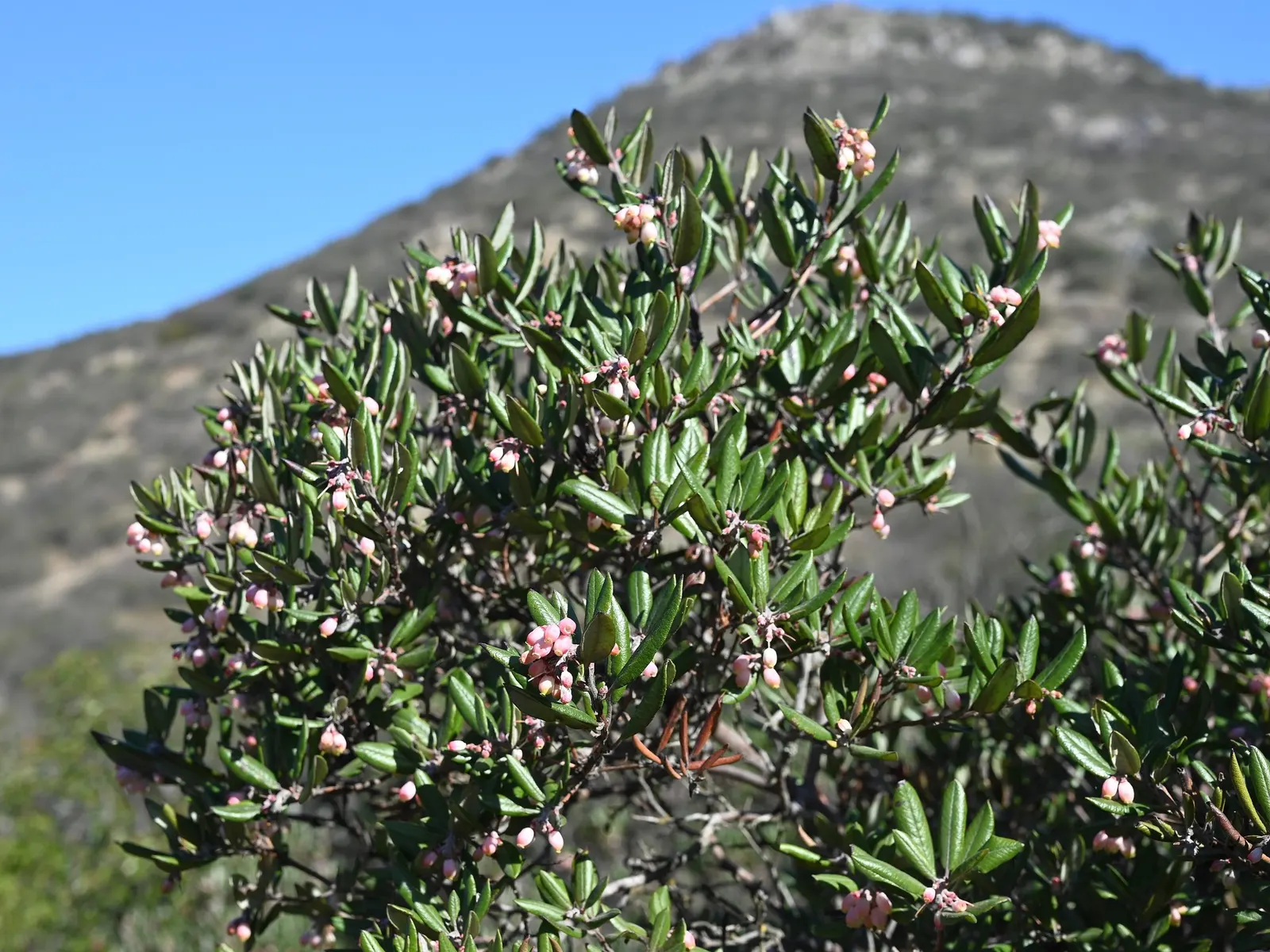 Mission Manzanita (Xylococcus bicolor) — multi-colored and pink and white flowers in the garden