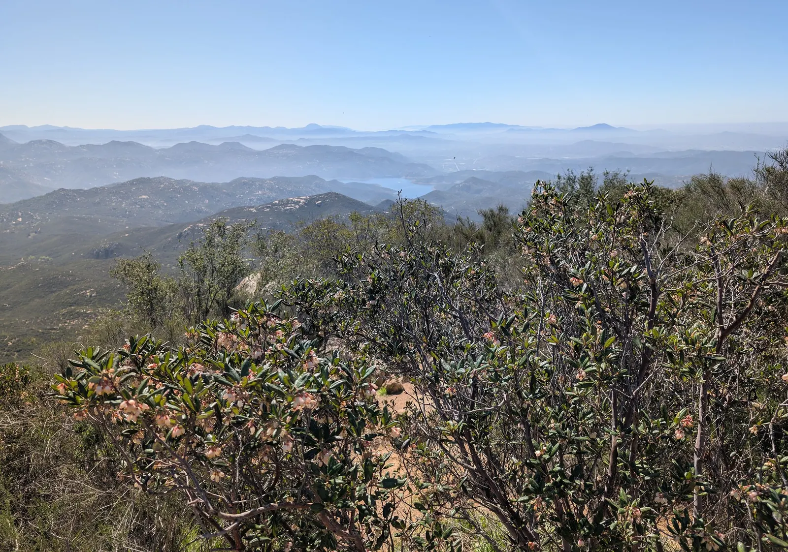 Mission Manzanita (Xylococcus bicolor) — Typically reaching 4-8 feet tall and wide; these bicolor leaves are characterized by their lighter-colored undersides